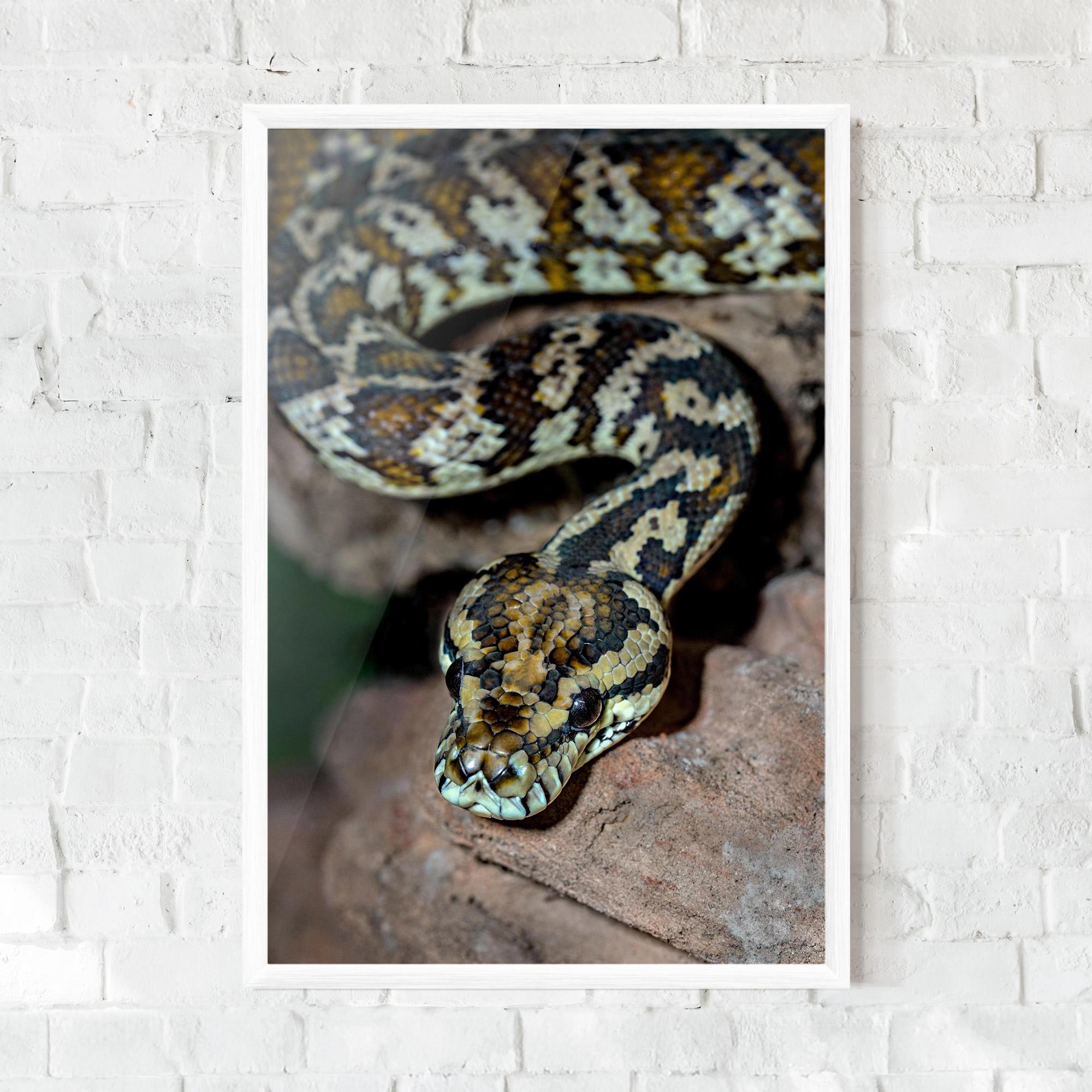 Plakat w Ramie King Snake mockup 0