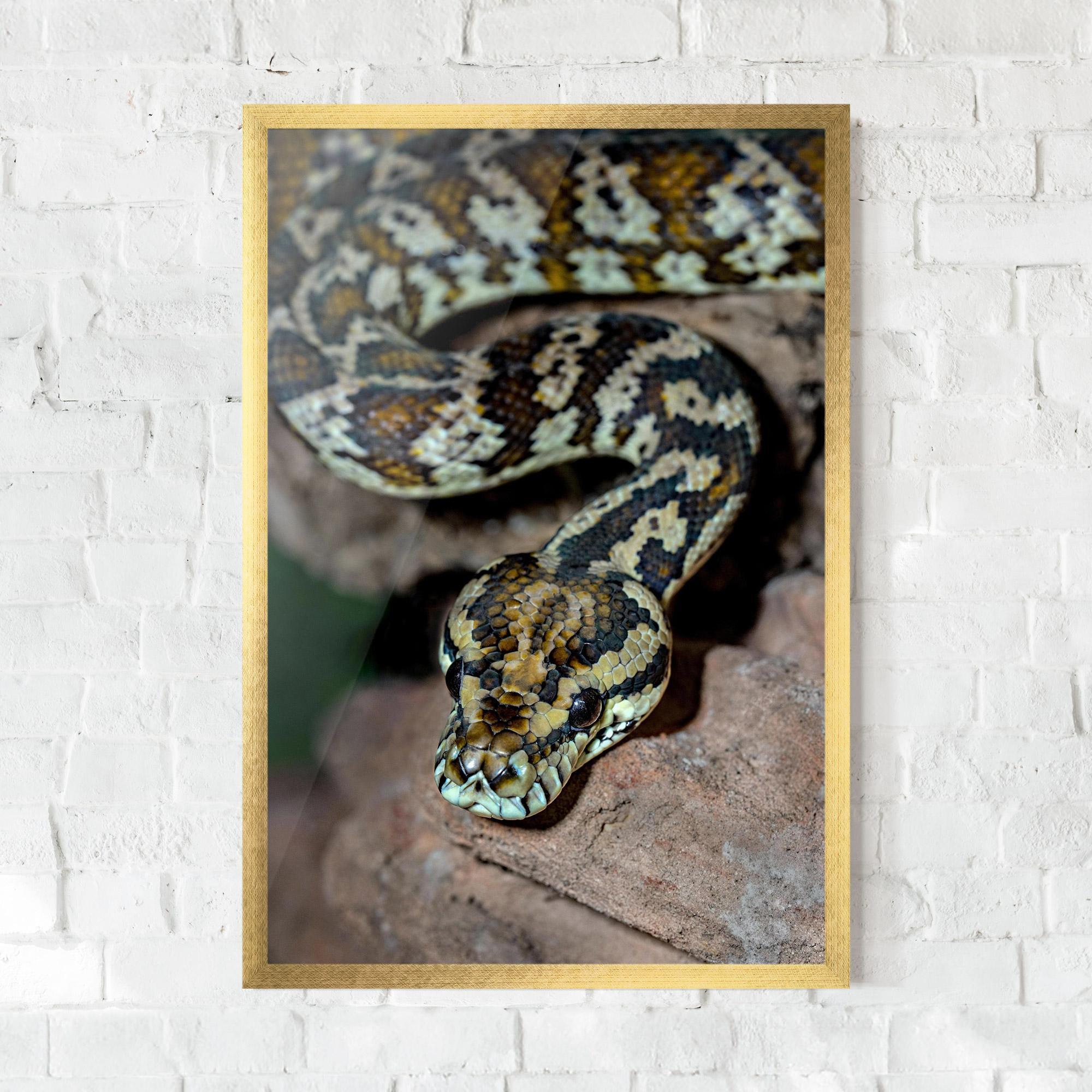 Plakat w Ramie King Snake mockup 0