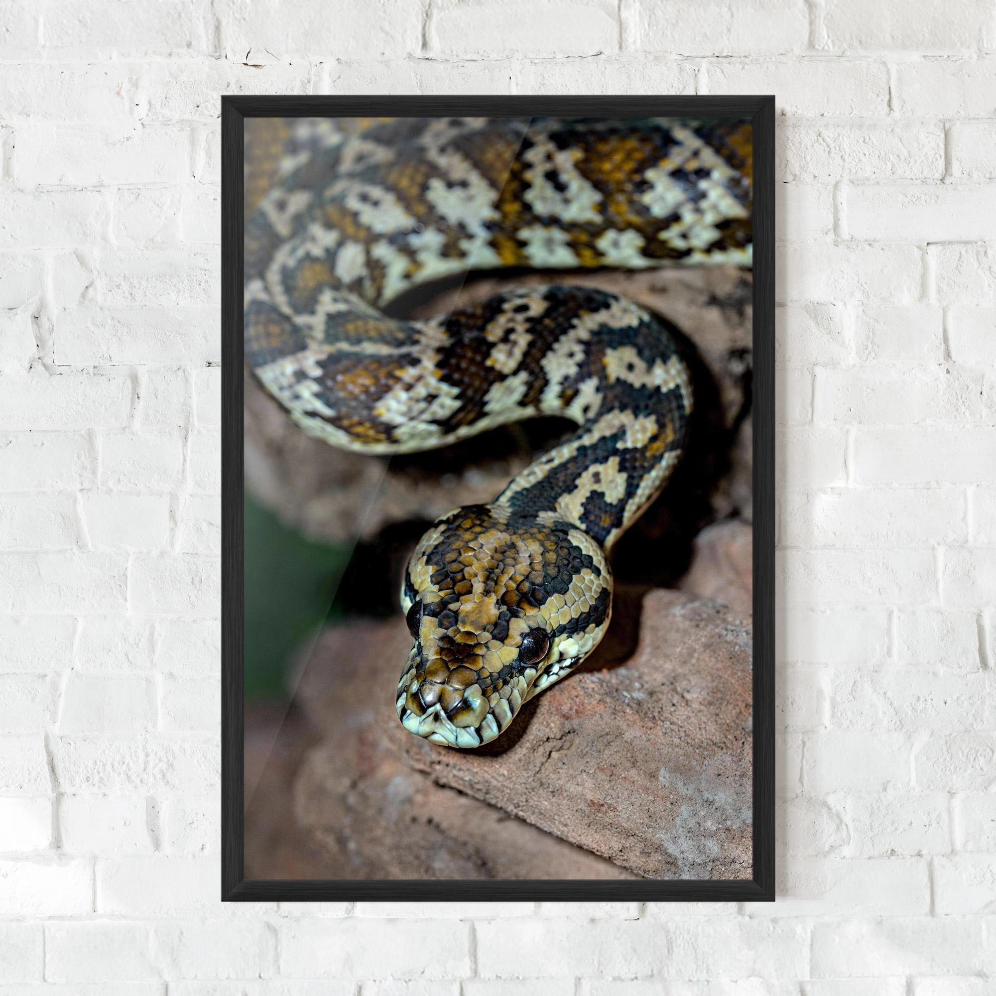 Plakat w Ramie King Snake mockup 0