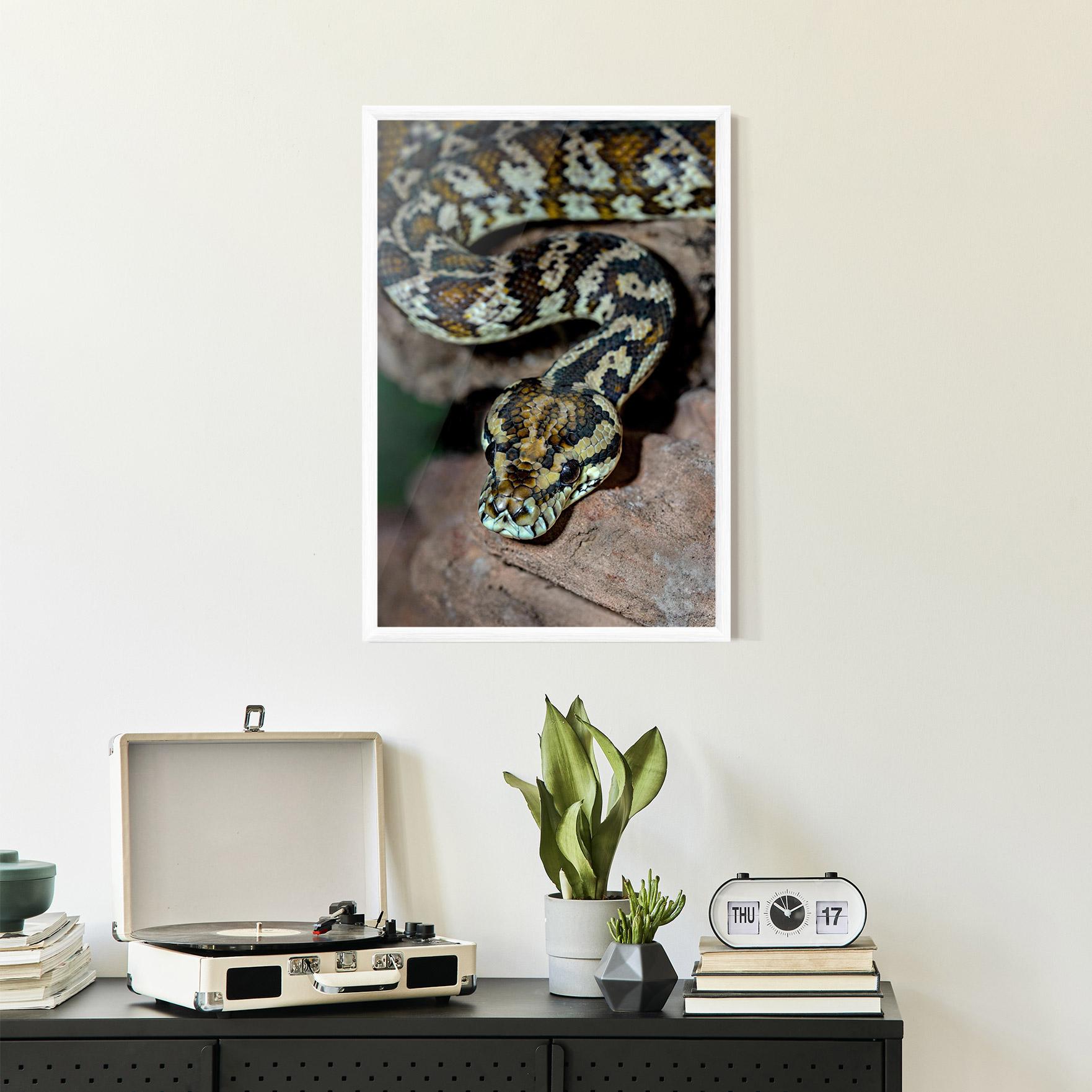 Plakat w Ramie King Snake mockup 2