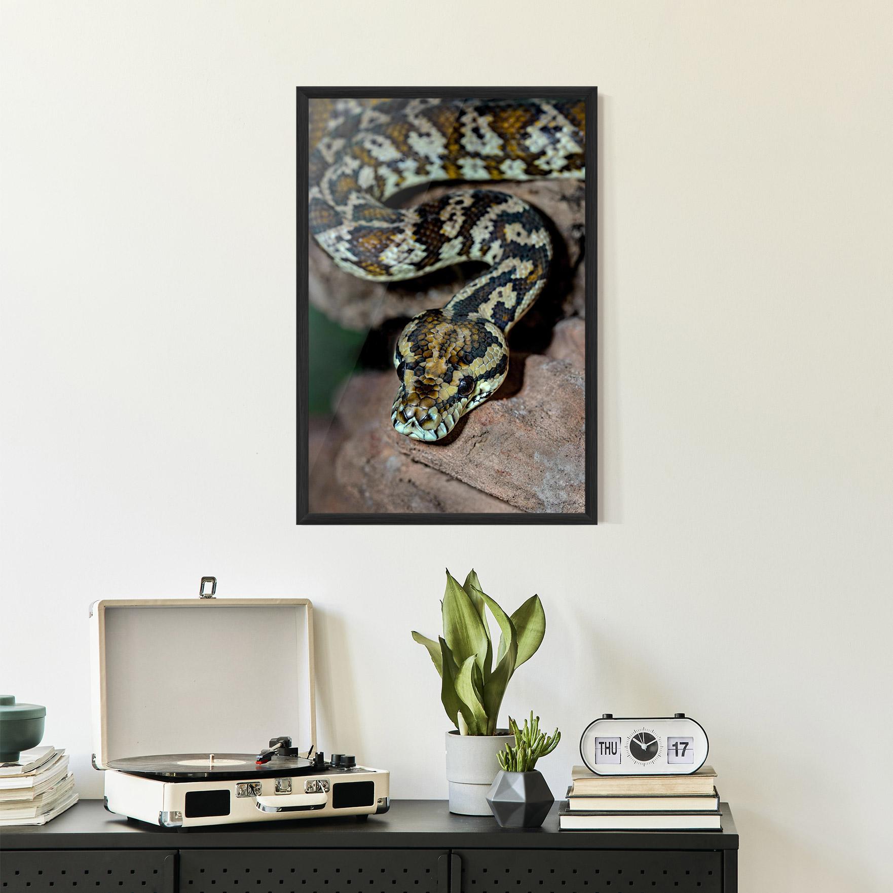 Plakat w Ramie King Snake mockup 2