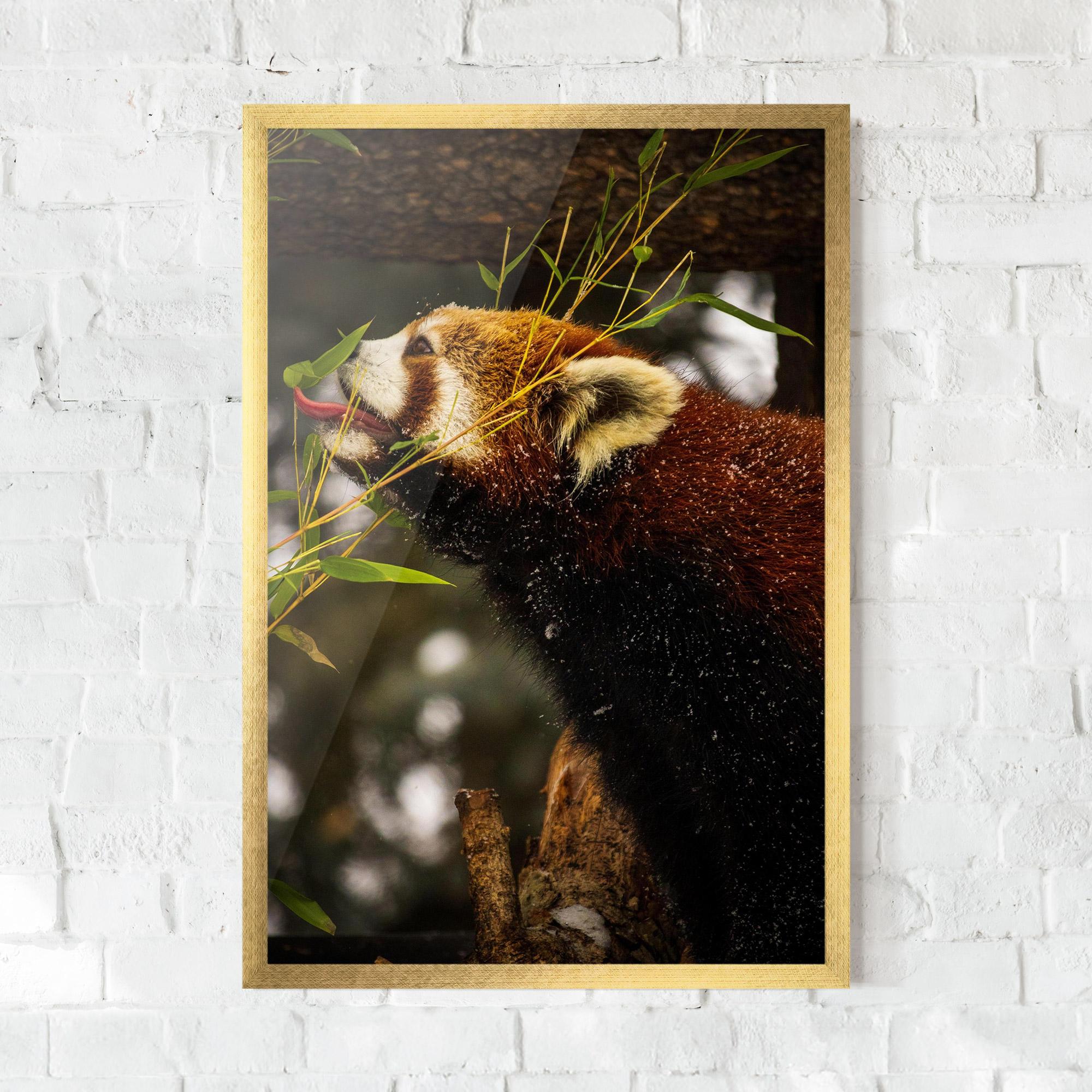 Plakat w Ramie Red Panda mockup 0