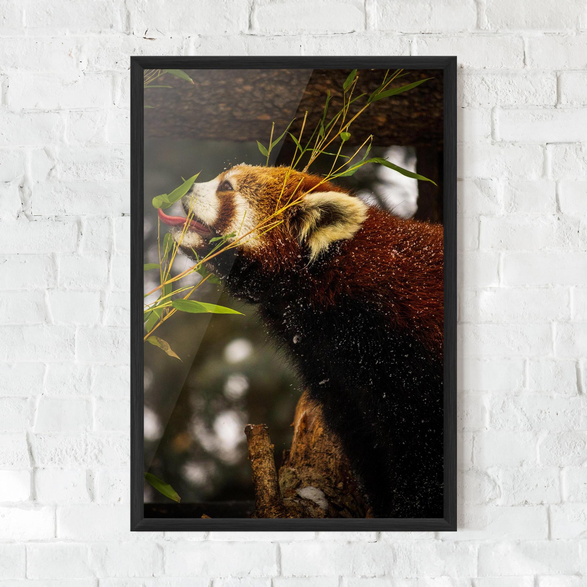 Plakat w Ramie Red Panda mockup 0