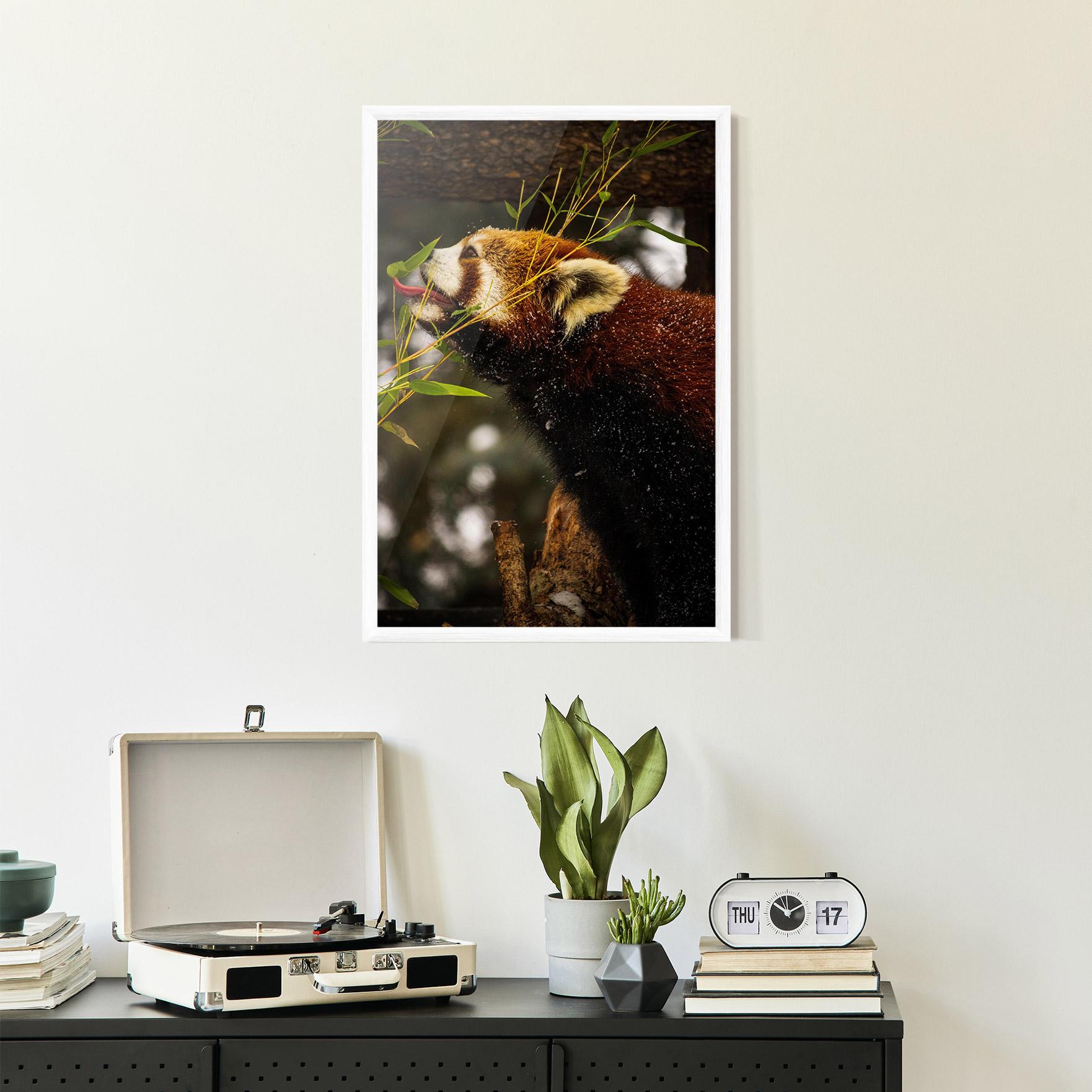Plakat w Ramie Red Panda mockup 2