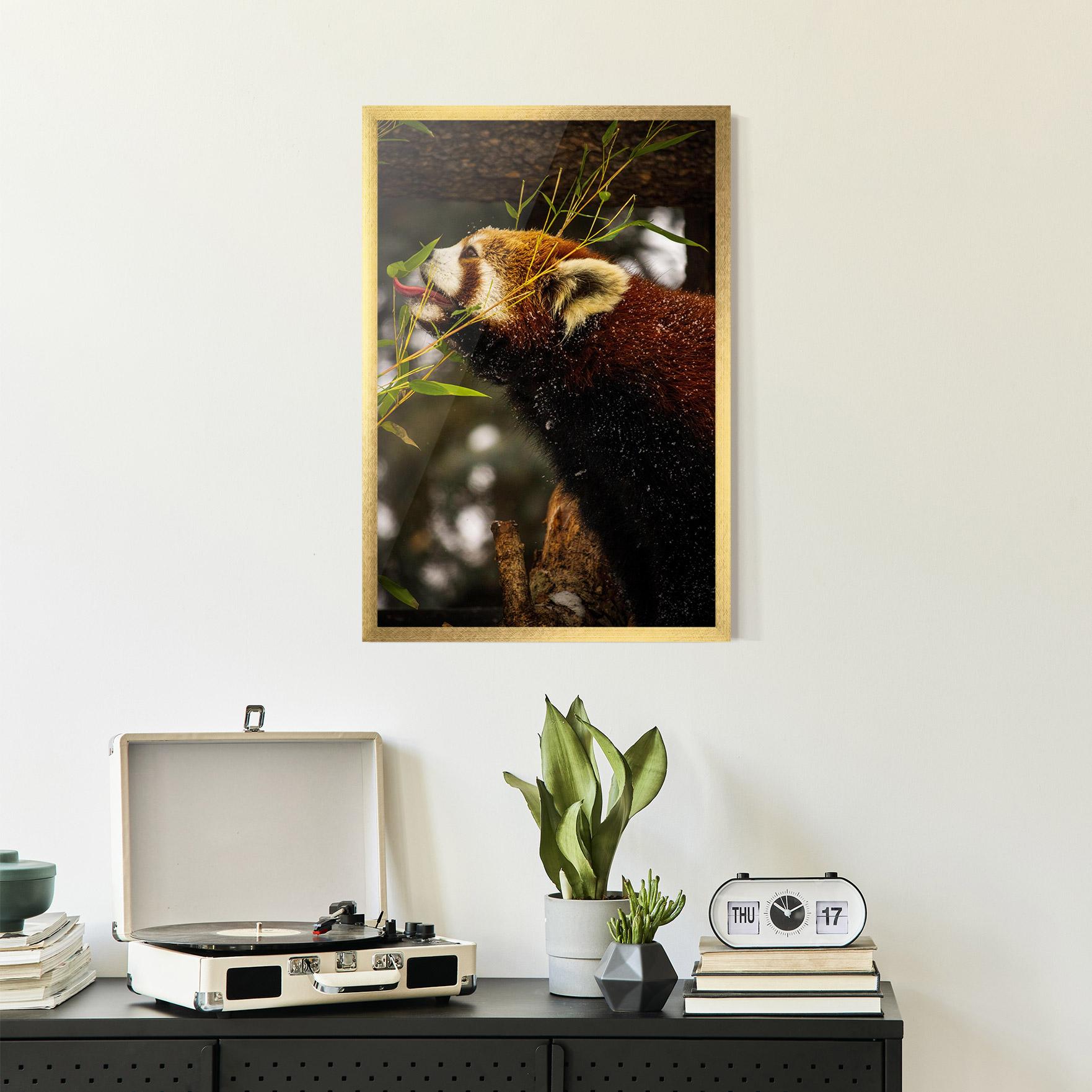 Plakat w Ramie Red Panda mockup 2
