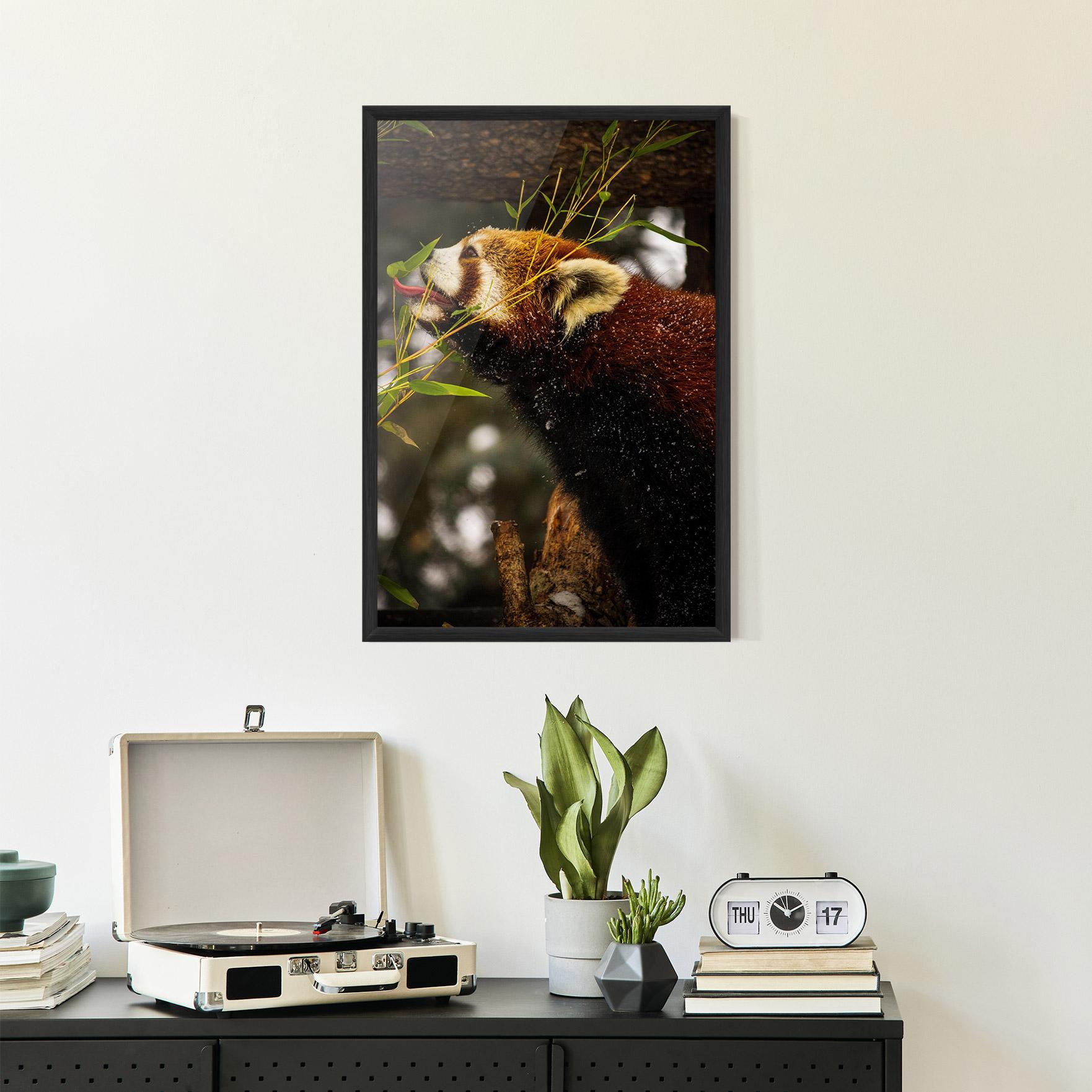 Plakat w Ramie Red Panda mockup 2