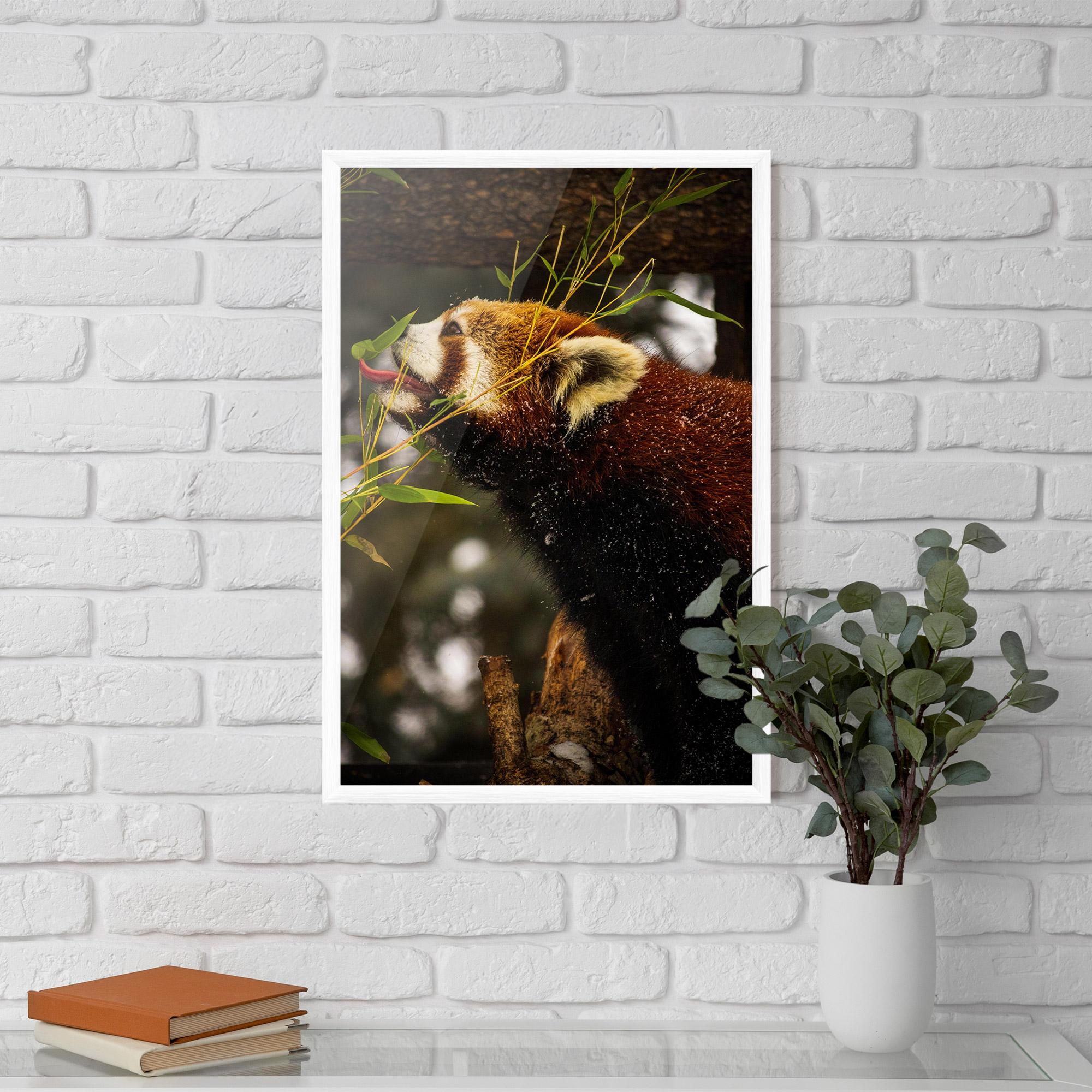 Plakat w Ramie Red Panda mockup 5