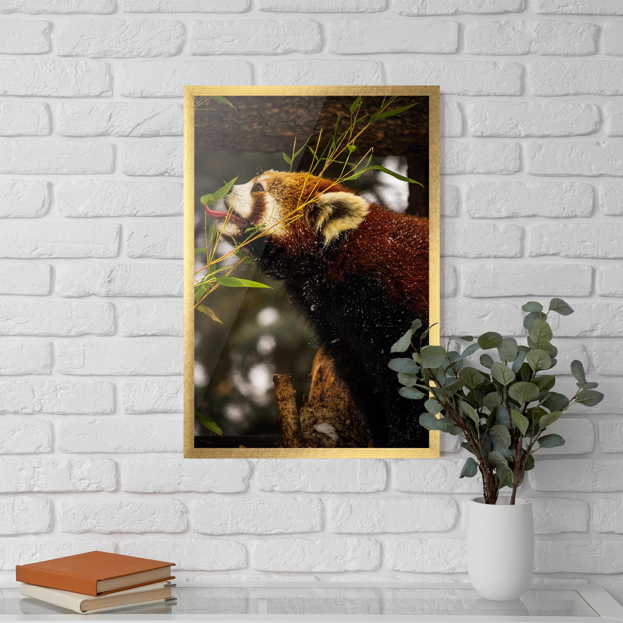 Plakat w Ramie Red Panda mockup 5