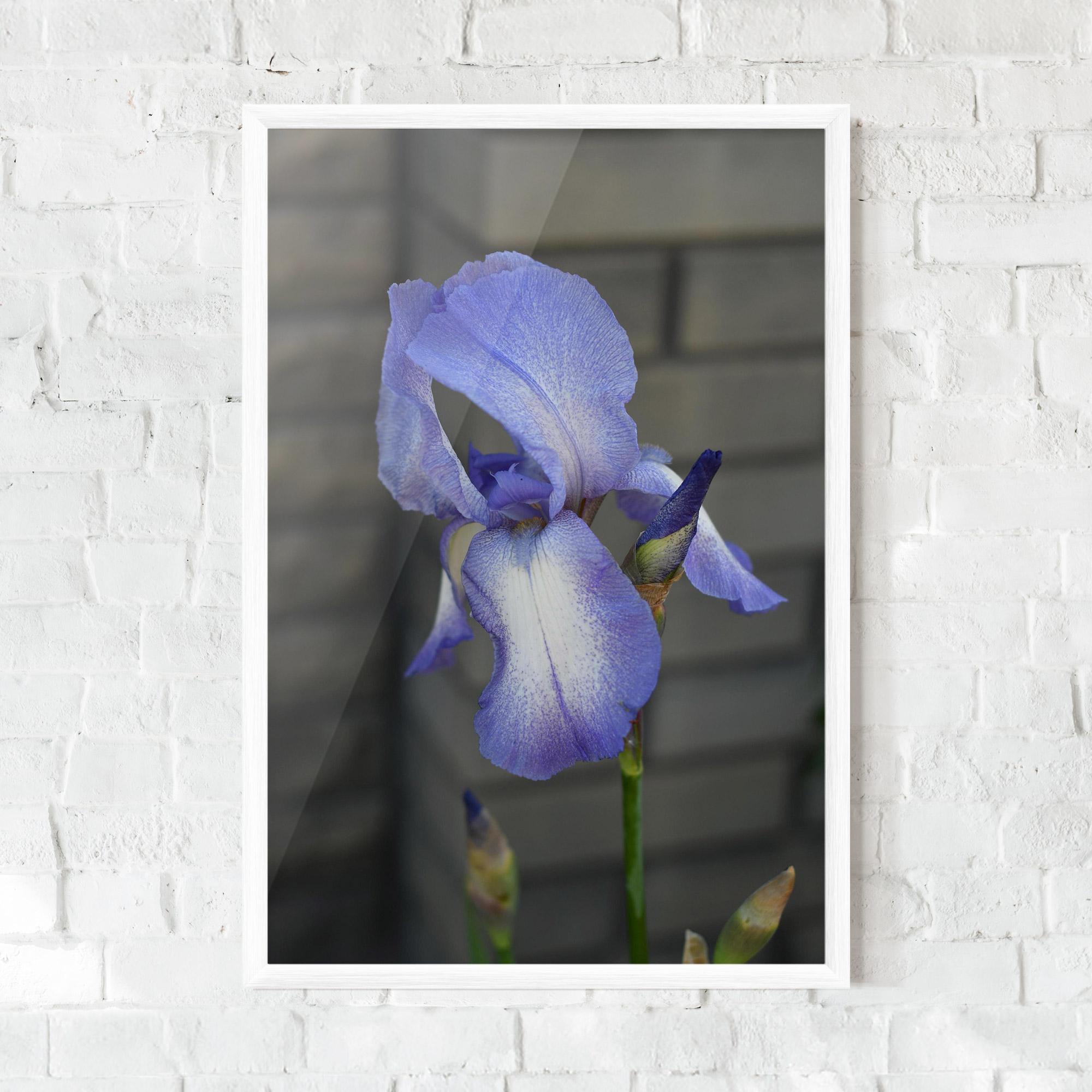 Plakat w Ramie Purple Iris On Gray mockup 0