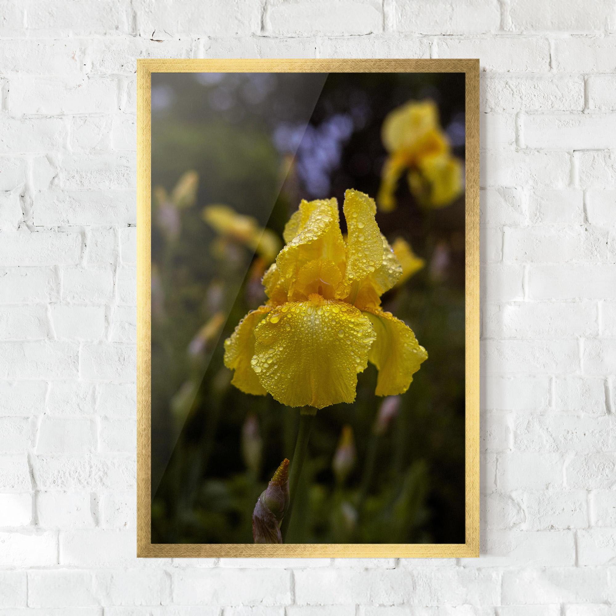 Plakat w Ramie Yellow Iris After Rain mockup 0