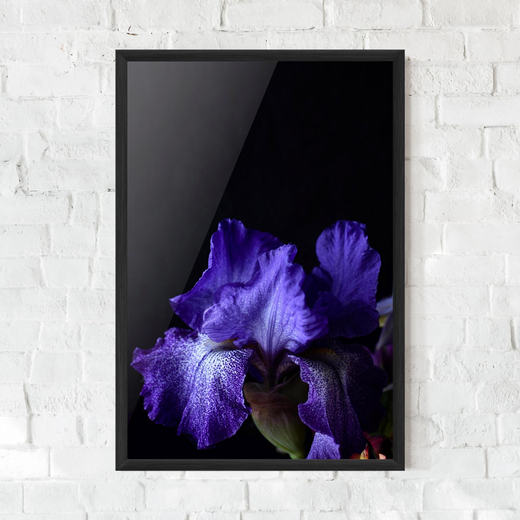 Plakat w Ramie Dark Purple Iris On Black mockup 0