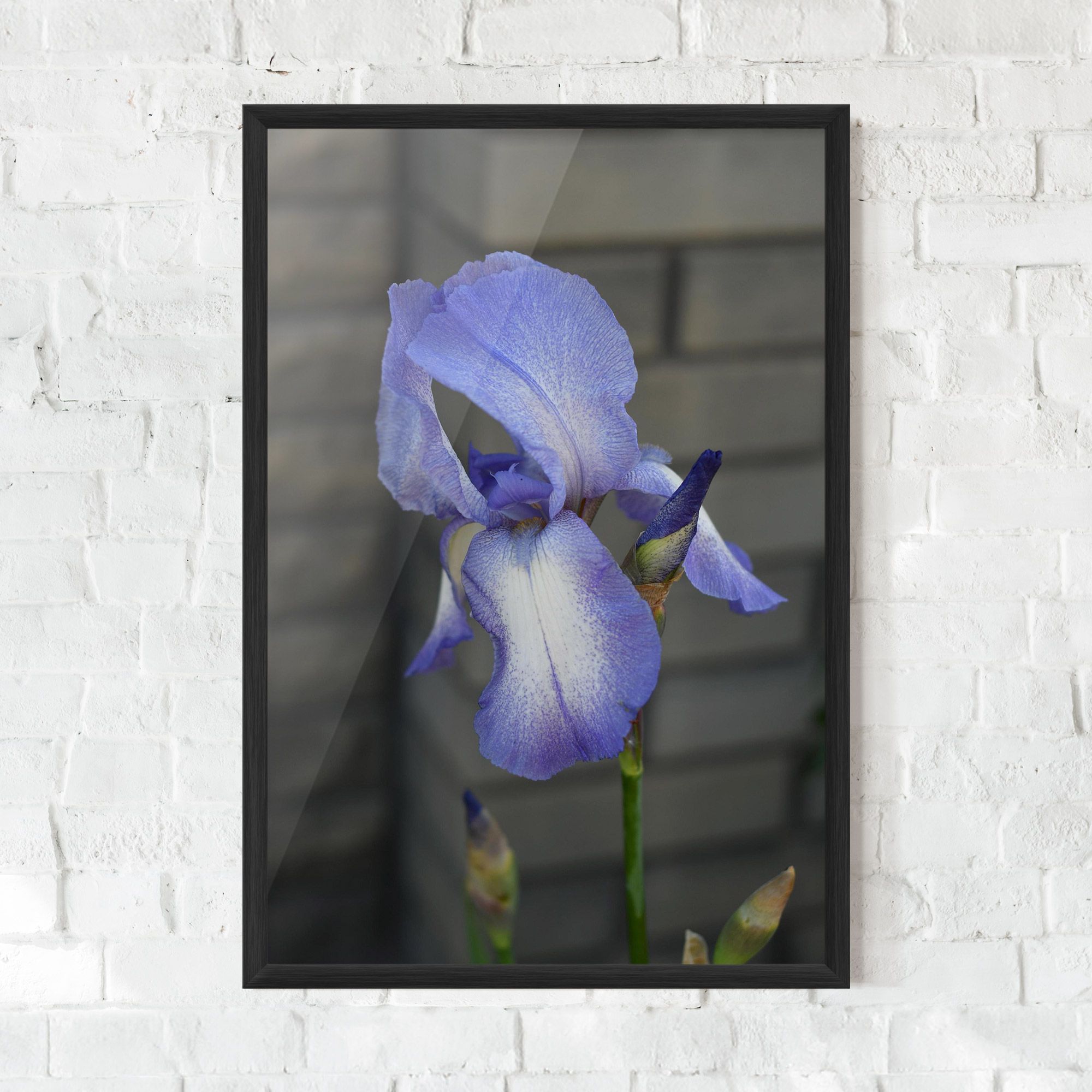 Purple Iris On Gray mockup 0