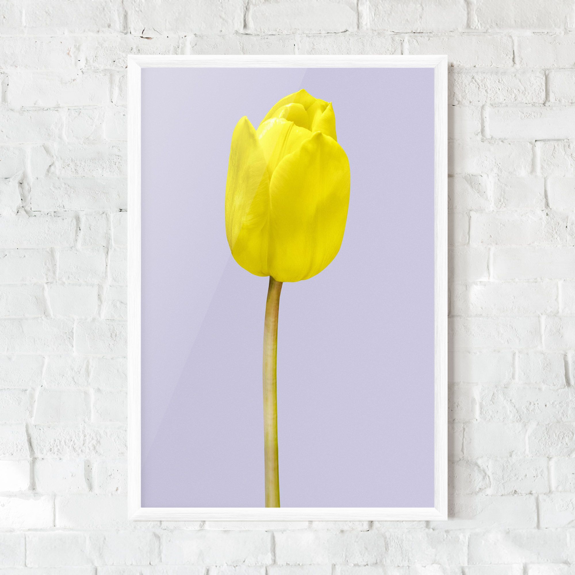 One Yellow Tulip mockup 0