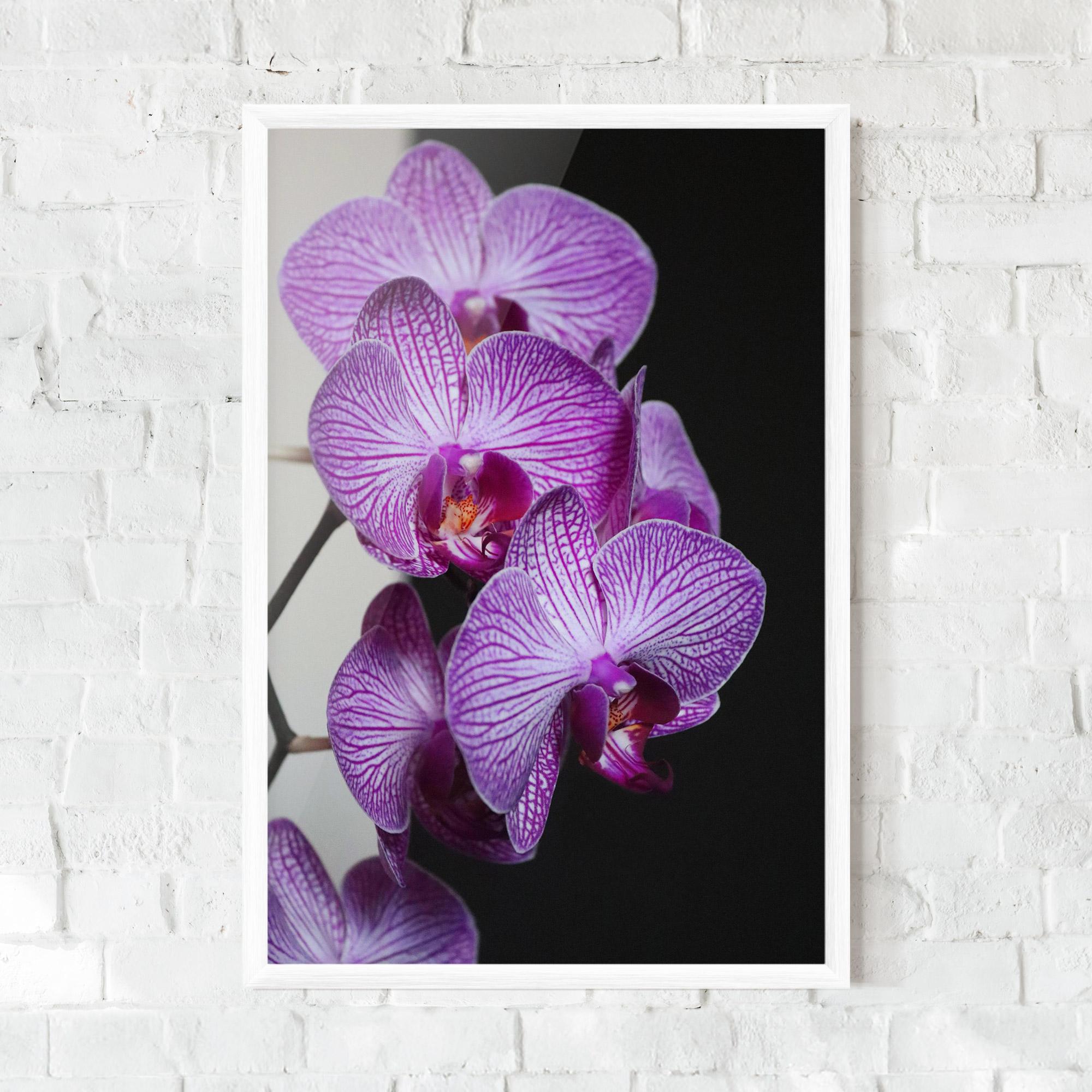 Plakat w Ramie Purple Orchid On Black mockup 0