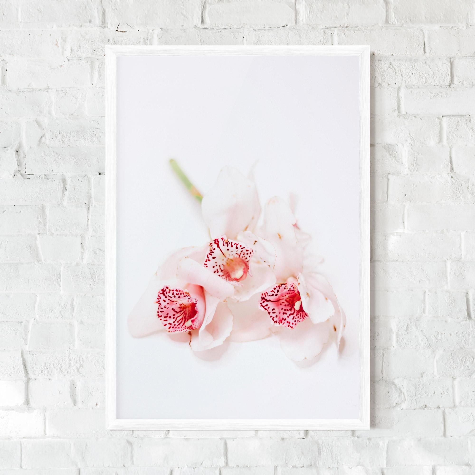 Plakat w Ramie White Orchid With Pink mockup 0