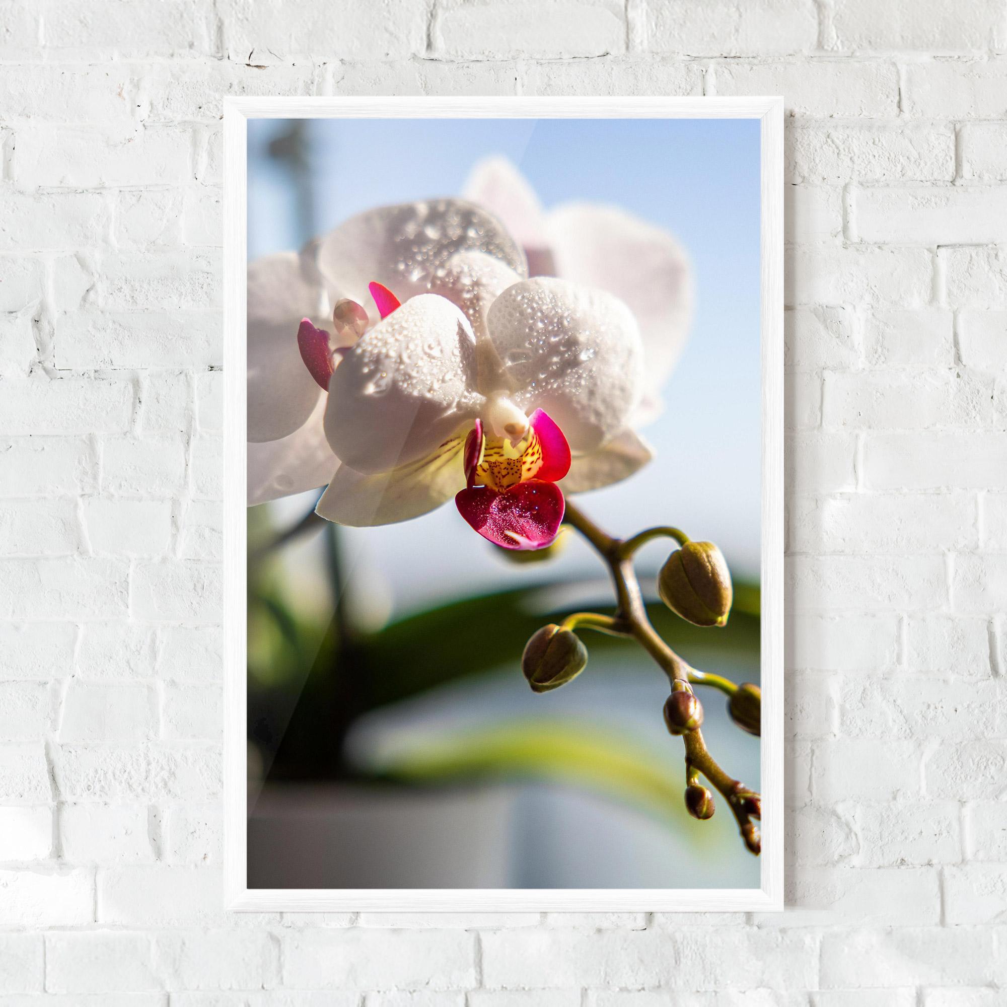 Plakat w Ramie White Orchid With Water mockup 0