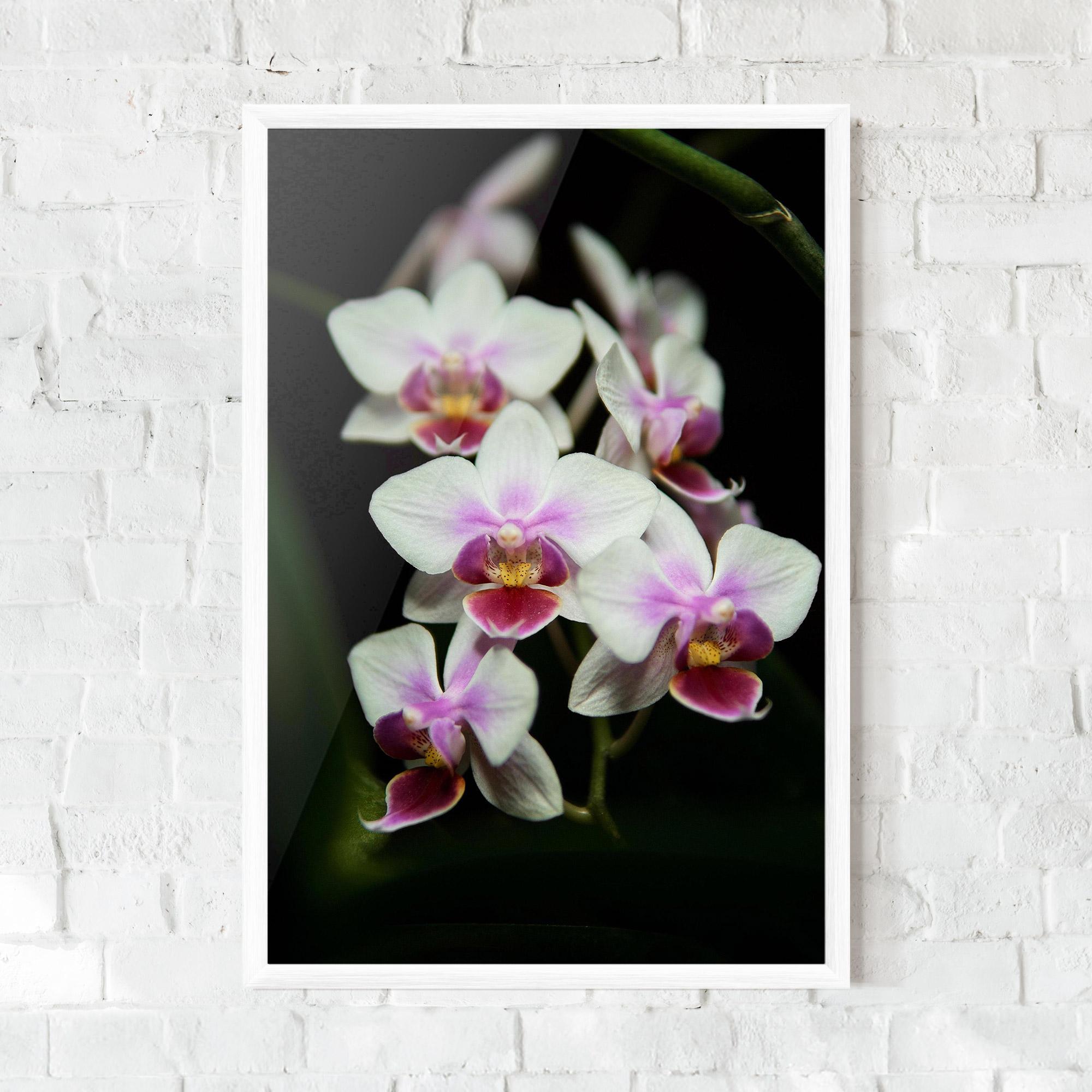 Plakat w Ramie Wild White Purple Orchid mockup 0