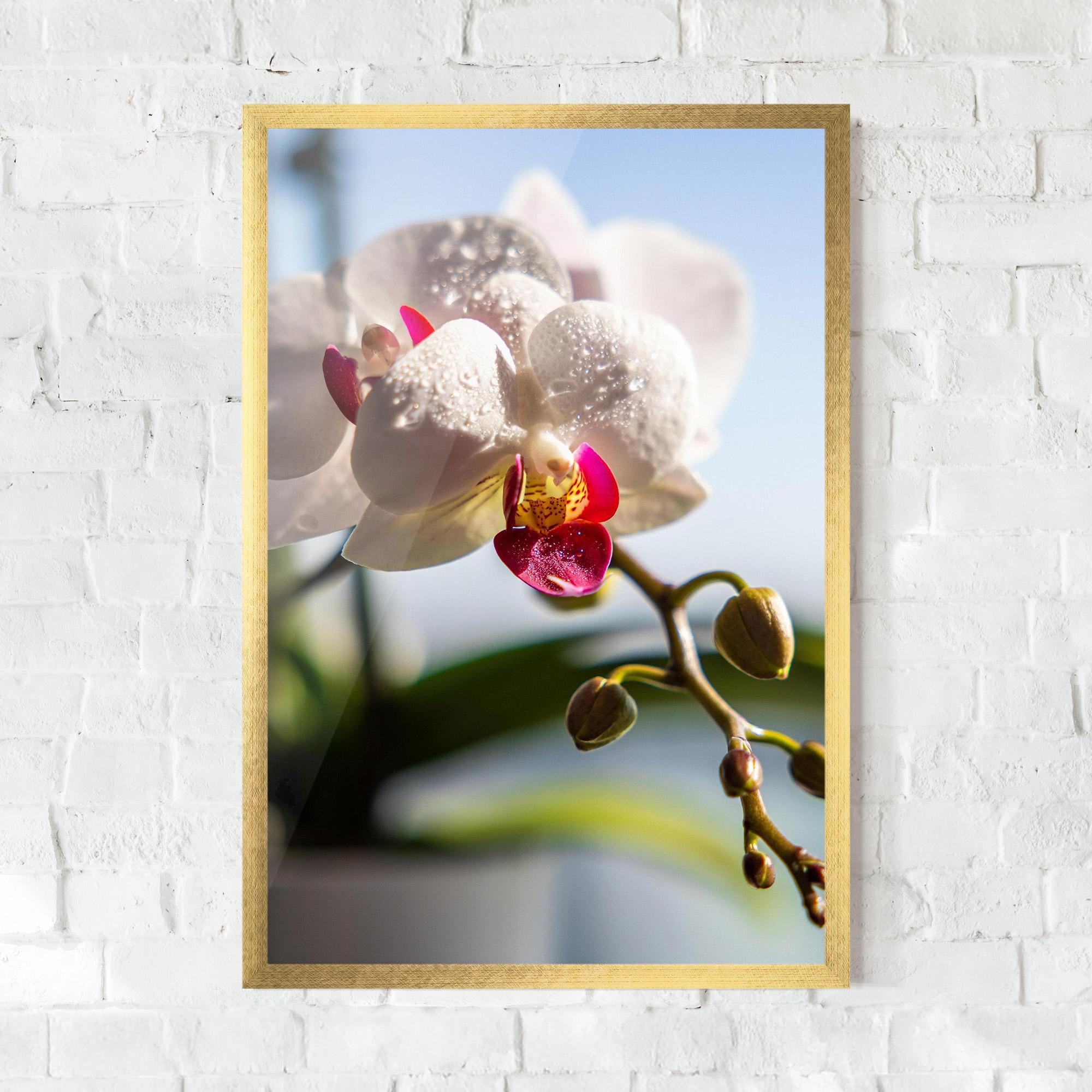 Plakat w Ramie White Orchid With Water mockup 0