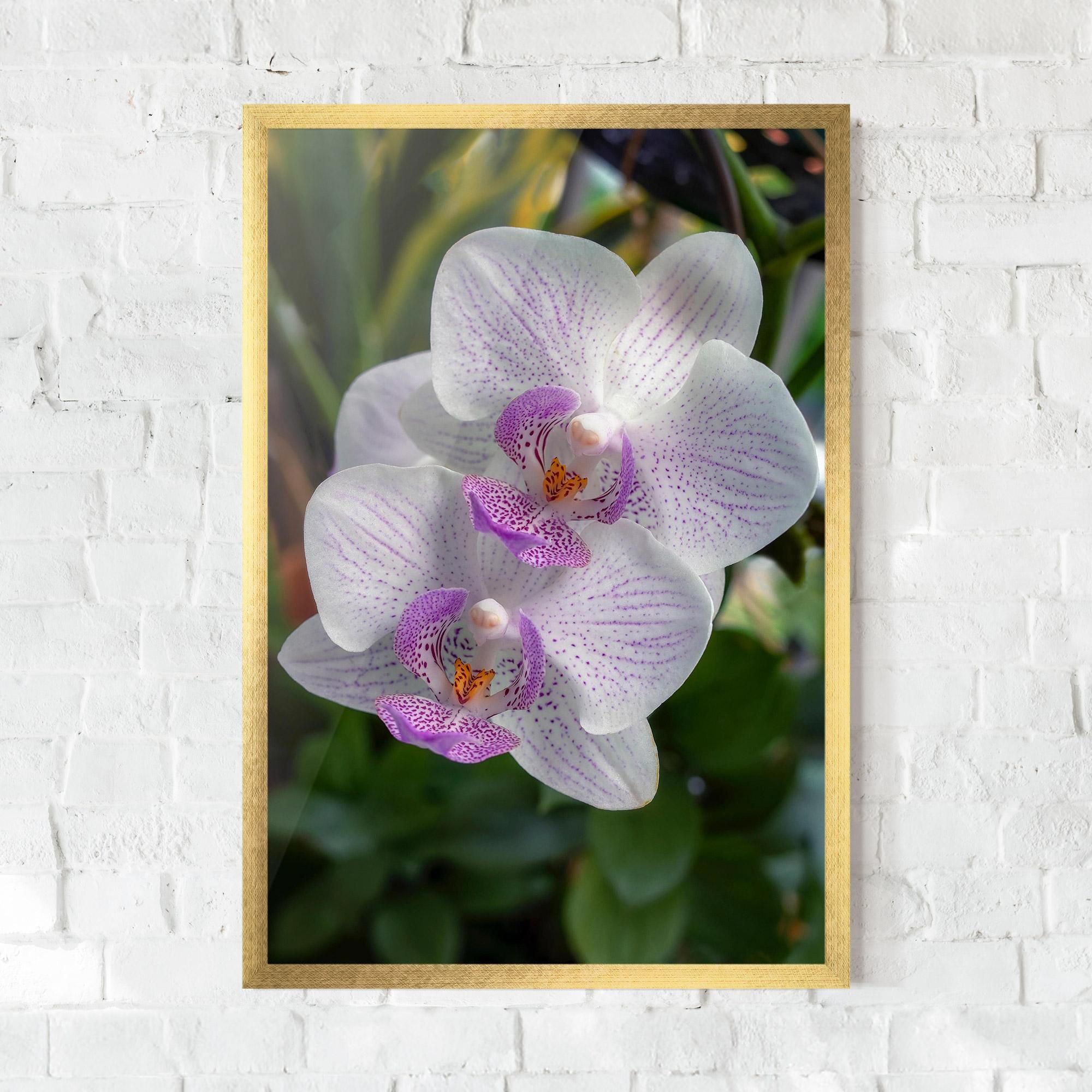 Plakat w Ramie White Orchids mockup 0