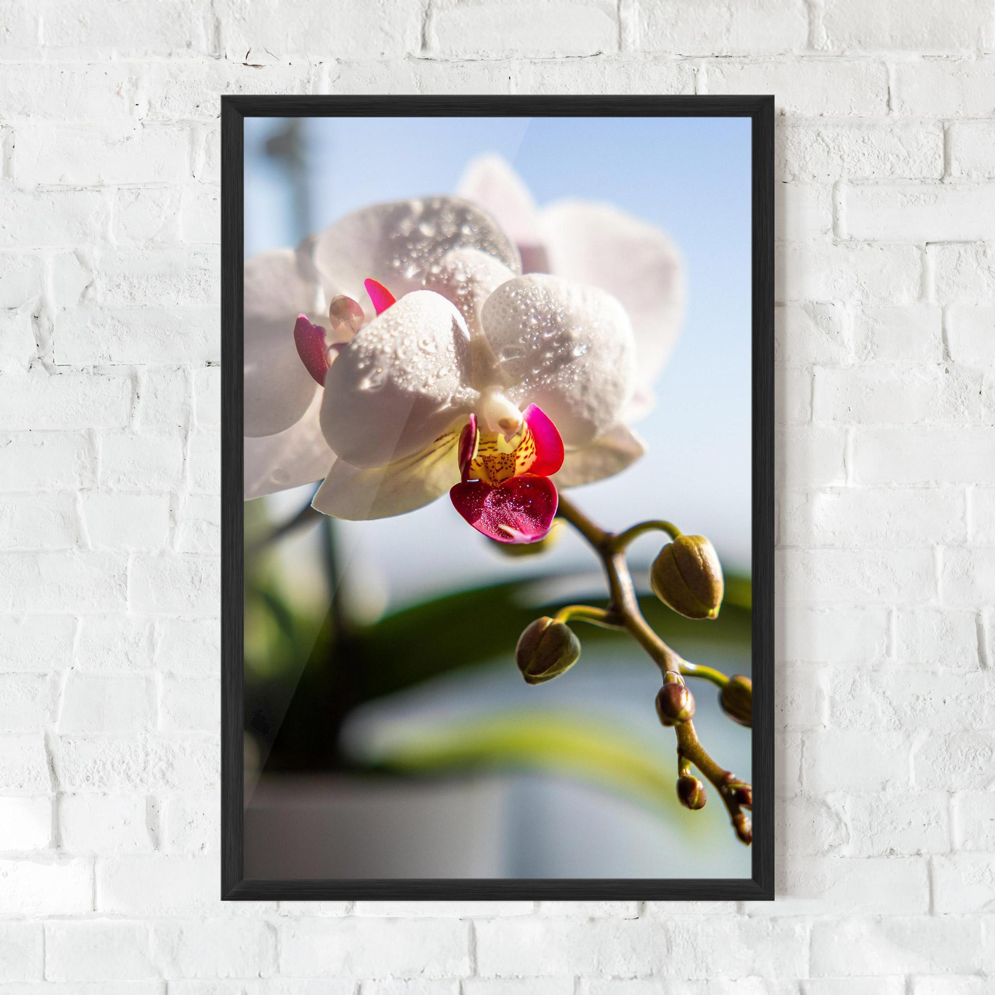 Plakat w Ramie White Orchid With Water mockup 0