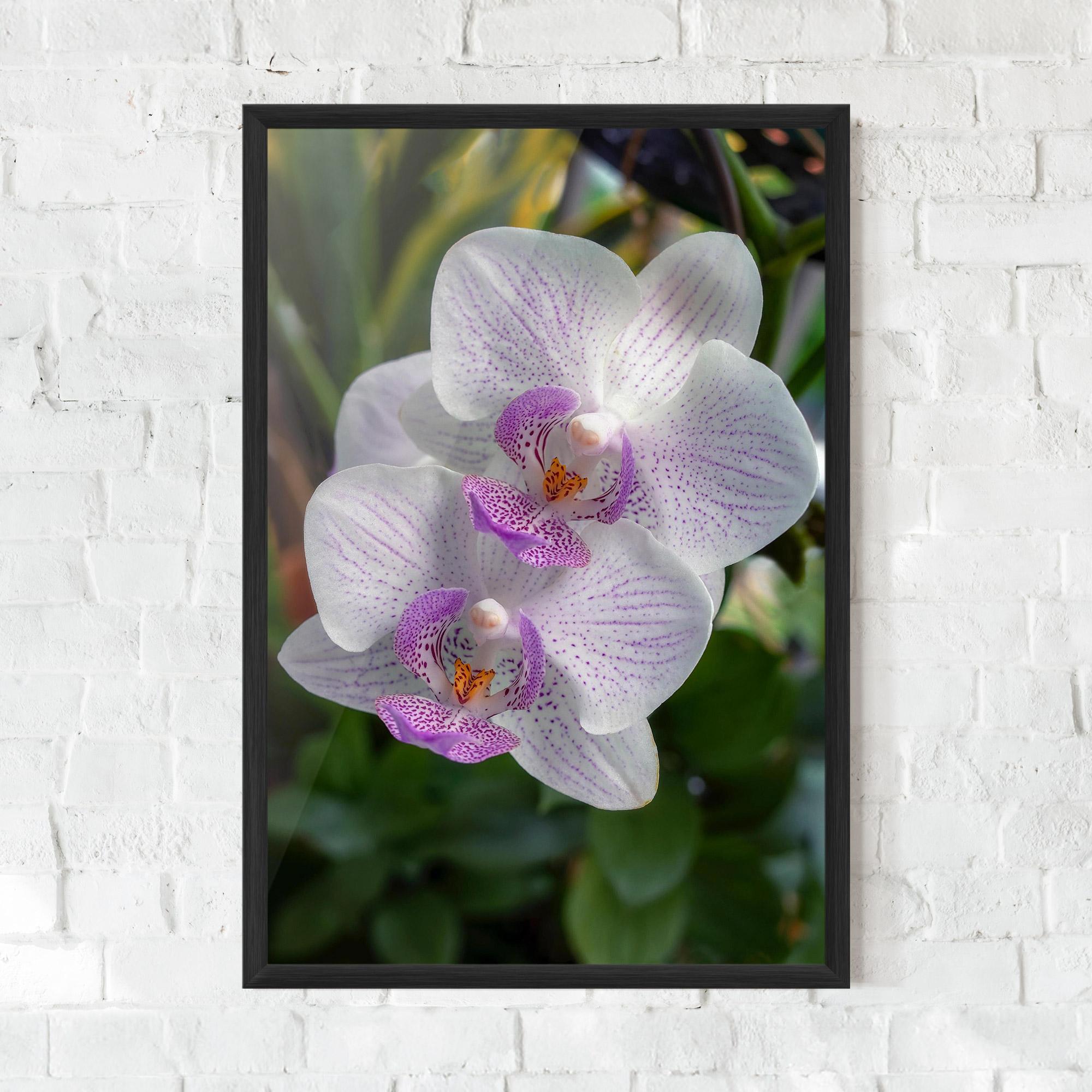 Plakat w Ramie White Orchids mockup 0