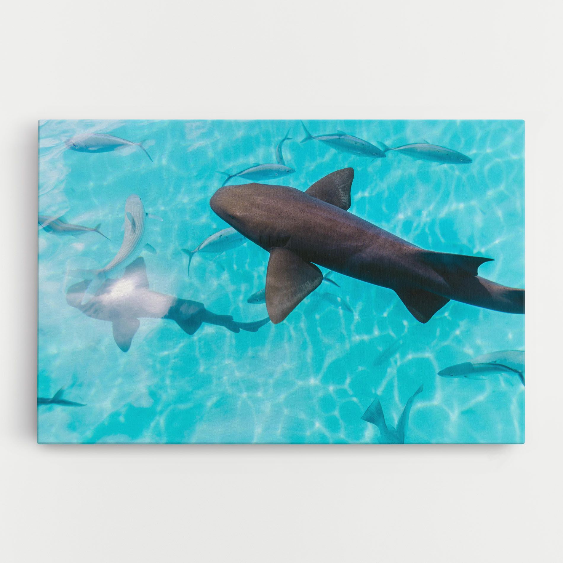 Pretty Shark mockup 0