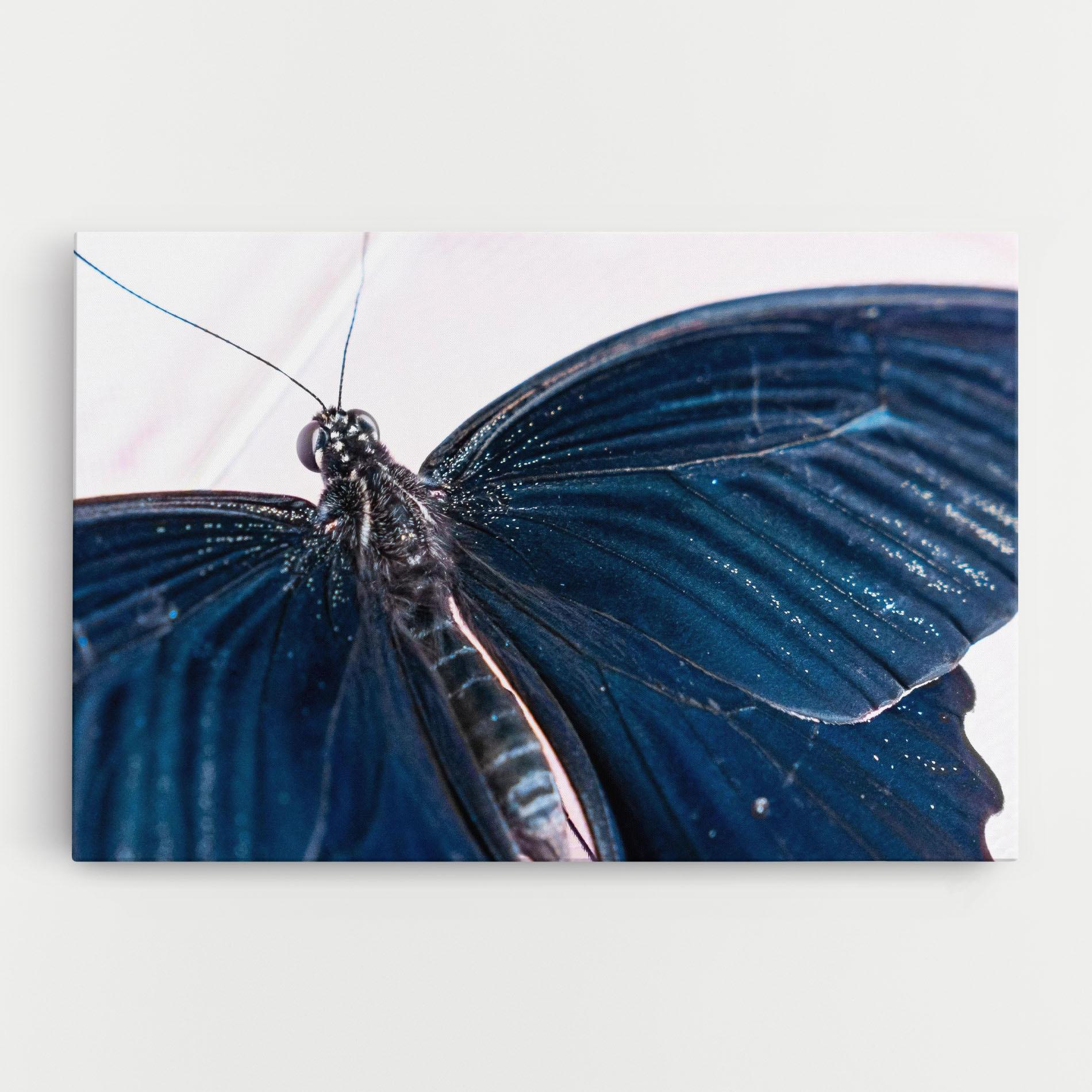 Obraz na Płótnie Blue Butterfly mockup 0
