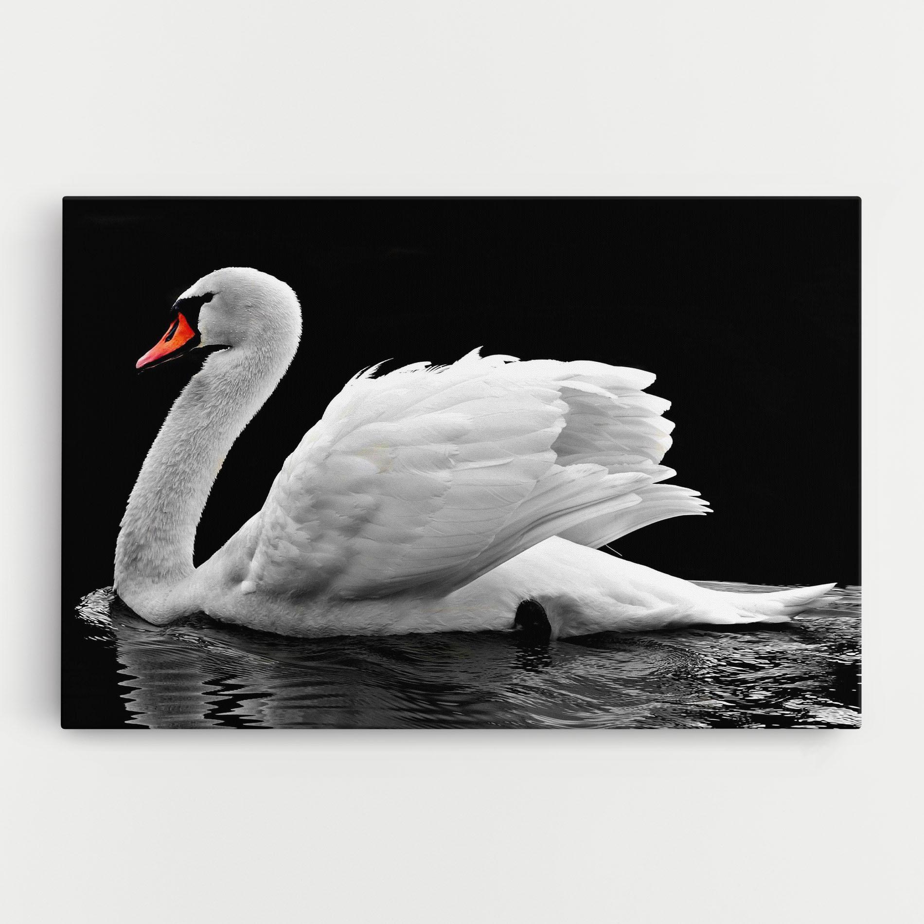 Obraz na Płótnie Black And White Swan mockup 0