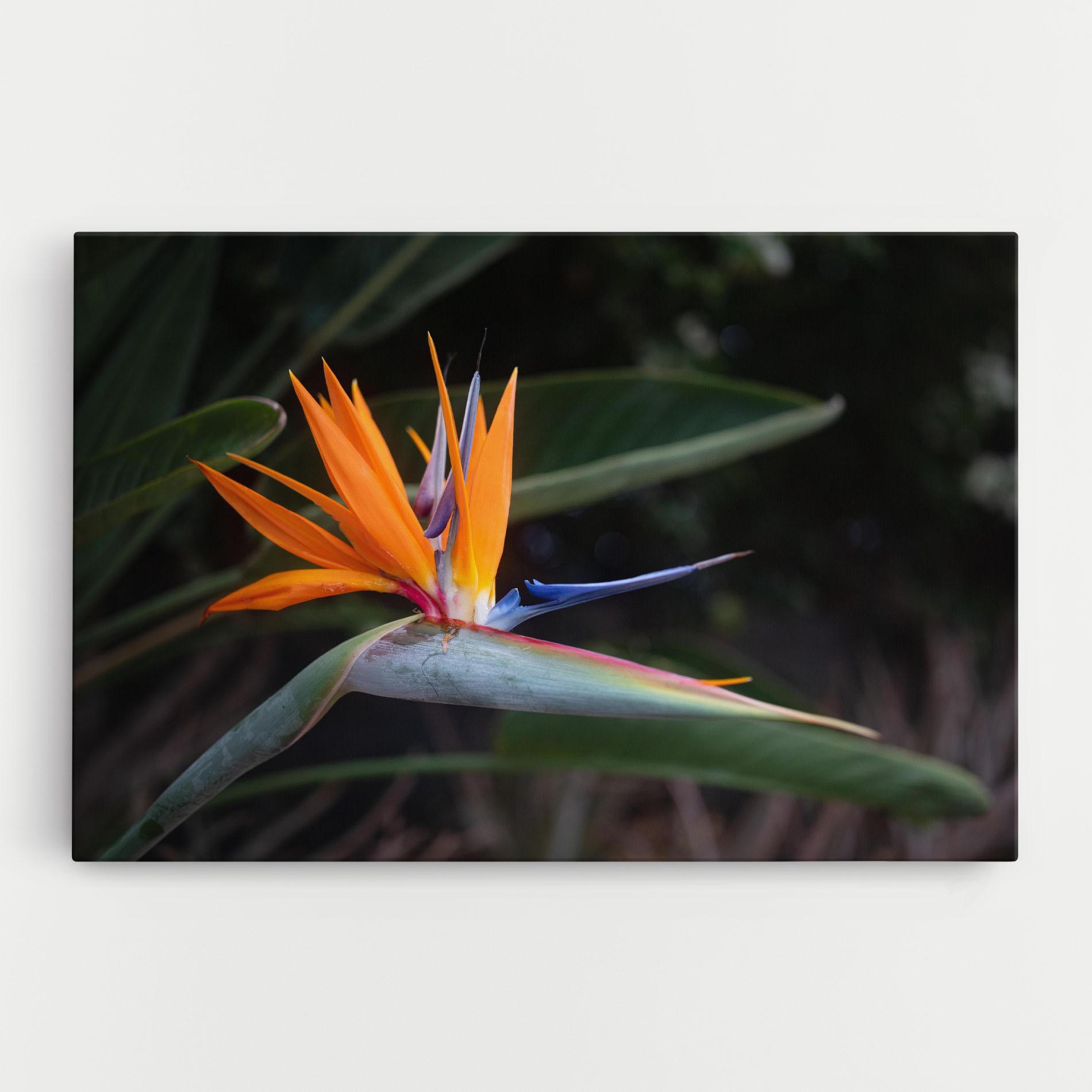 Obraz na Płótnie Paradise Plant mockup 0