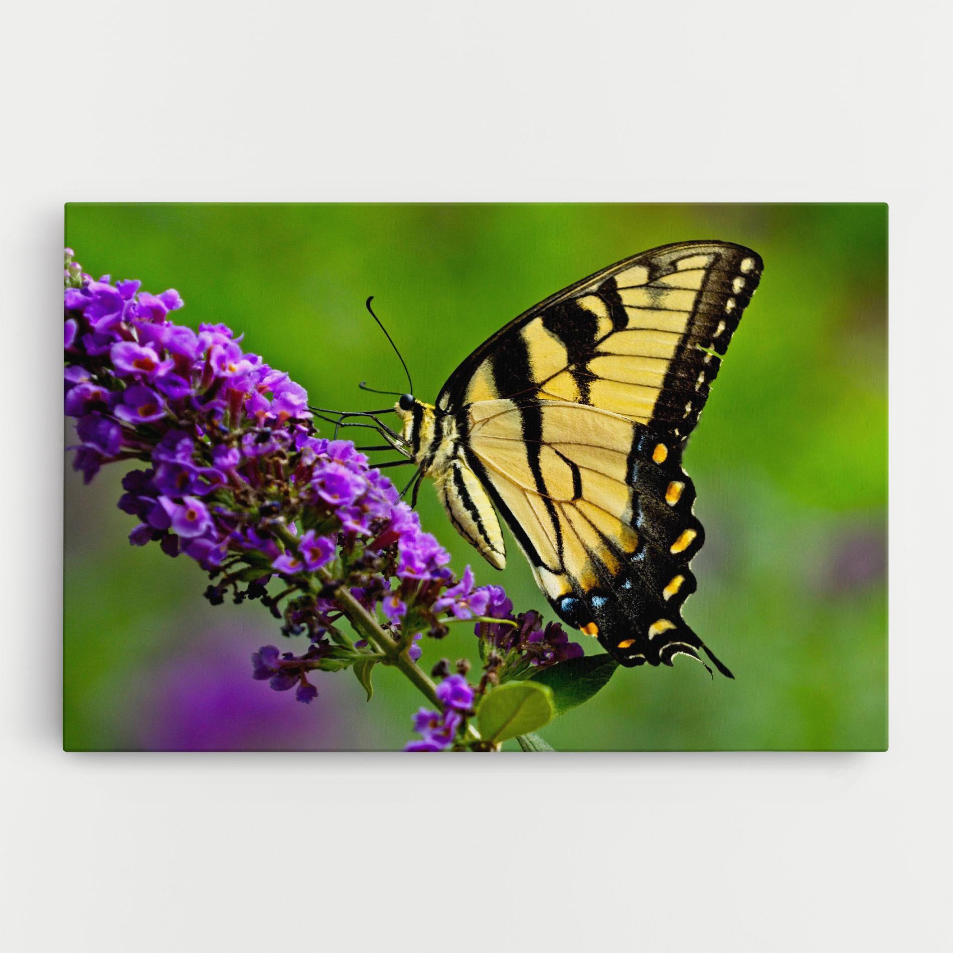 Obraz na Płótnie Cream Wild Butterfly mockup 0