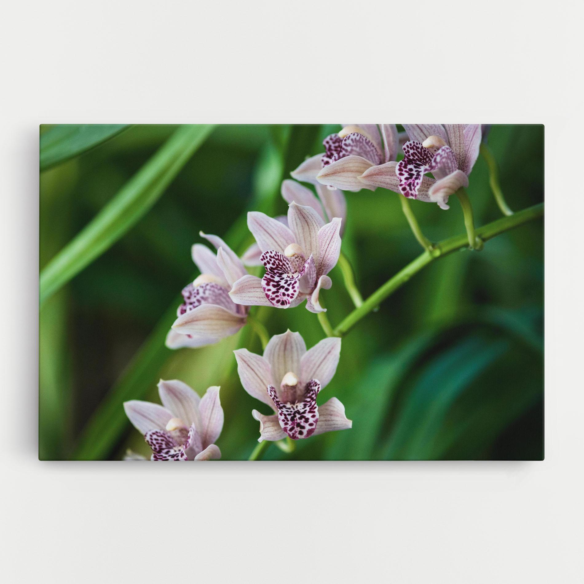 Obraz na Płótnie Cymbidium Orchid mockup 0