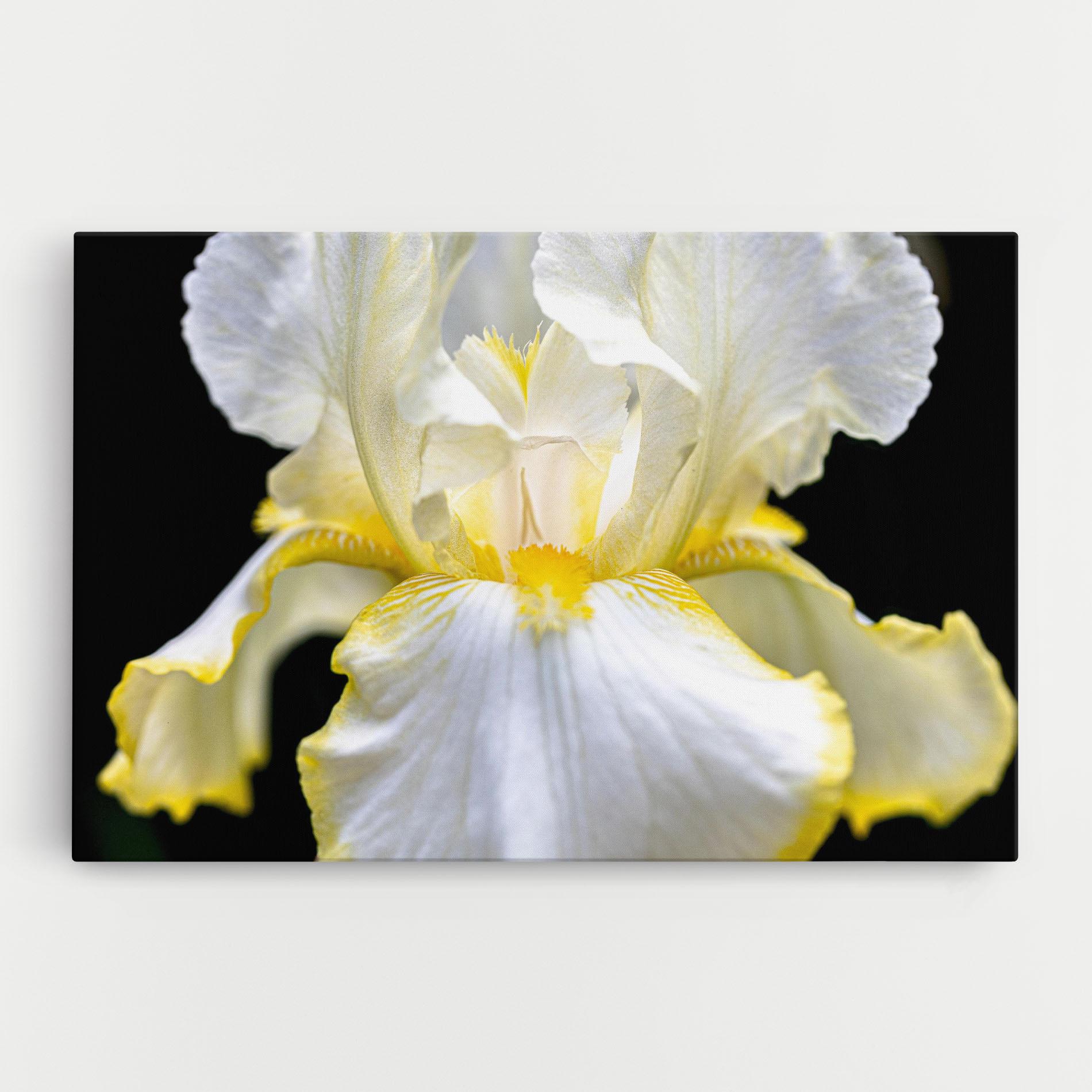 Obraz na Płótnie White Yellow Iris mockup 0