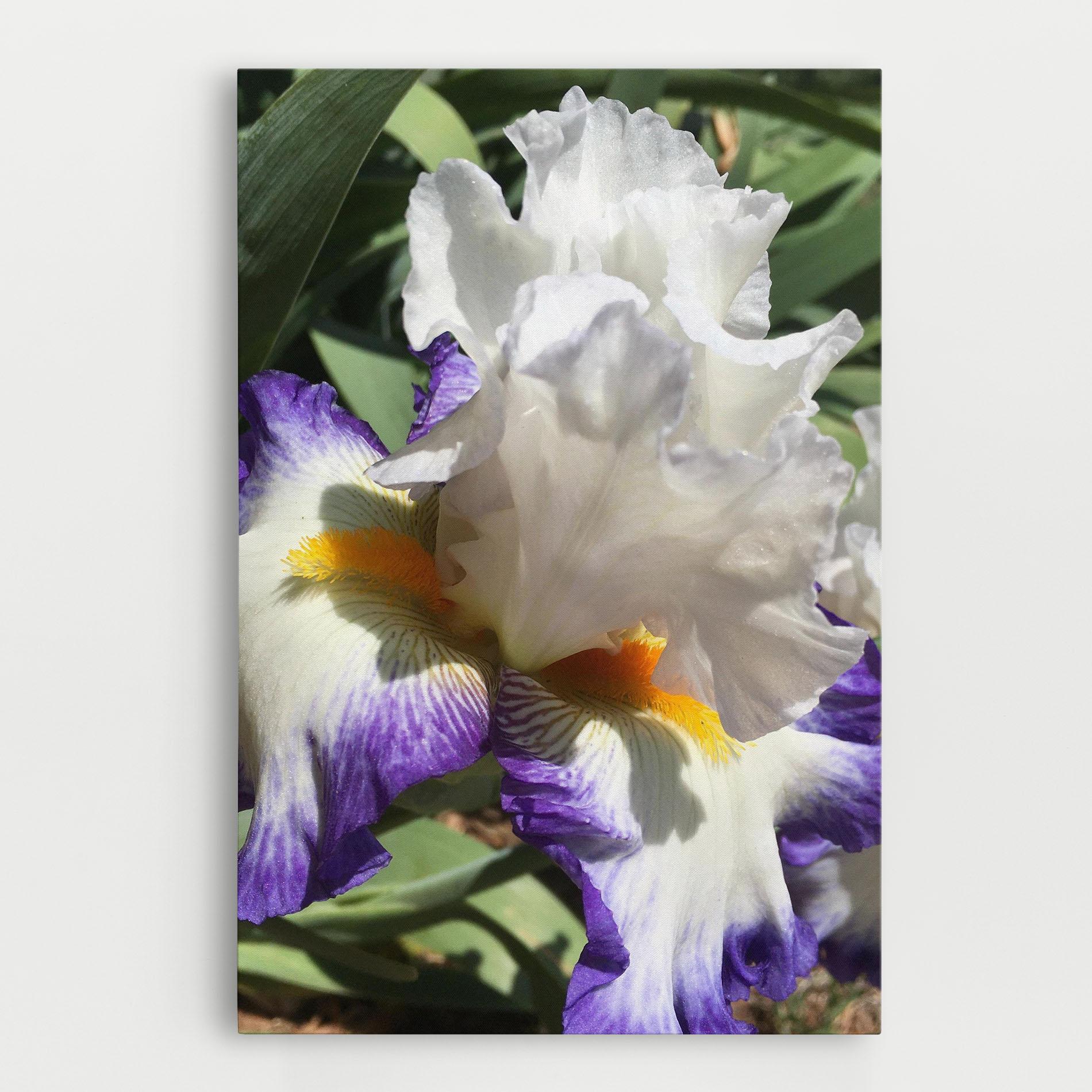 Obraz na Płótnie Garden White Purple Irirs mockup 0