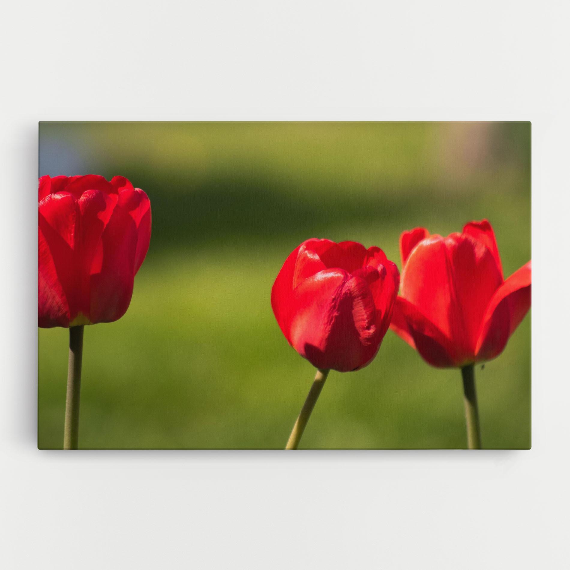 Obraz na Płótnie 3 Red Tulips mockup 0