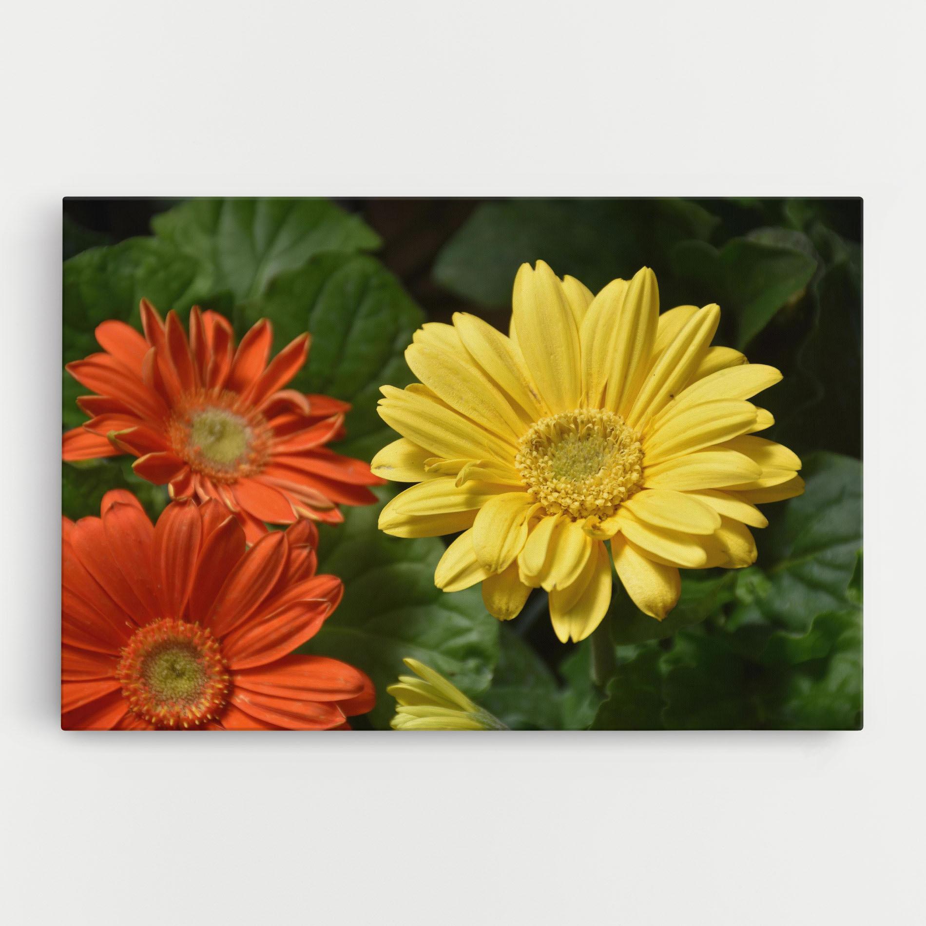 Obraz na Płótnie Orange Yellow Daisy mockup 0