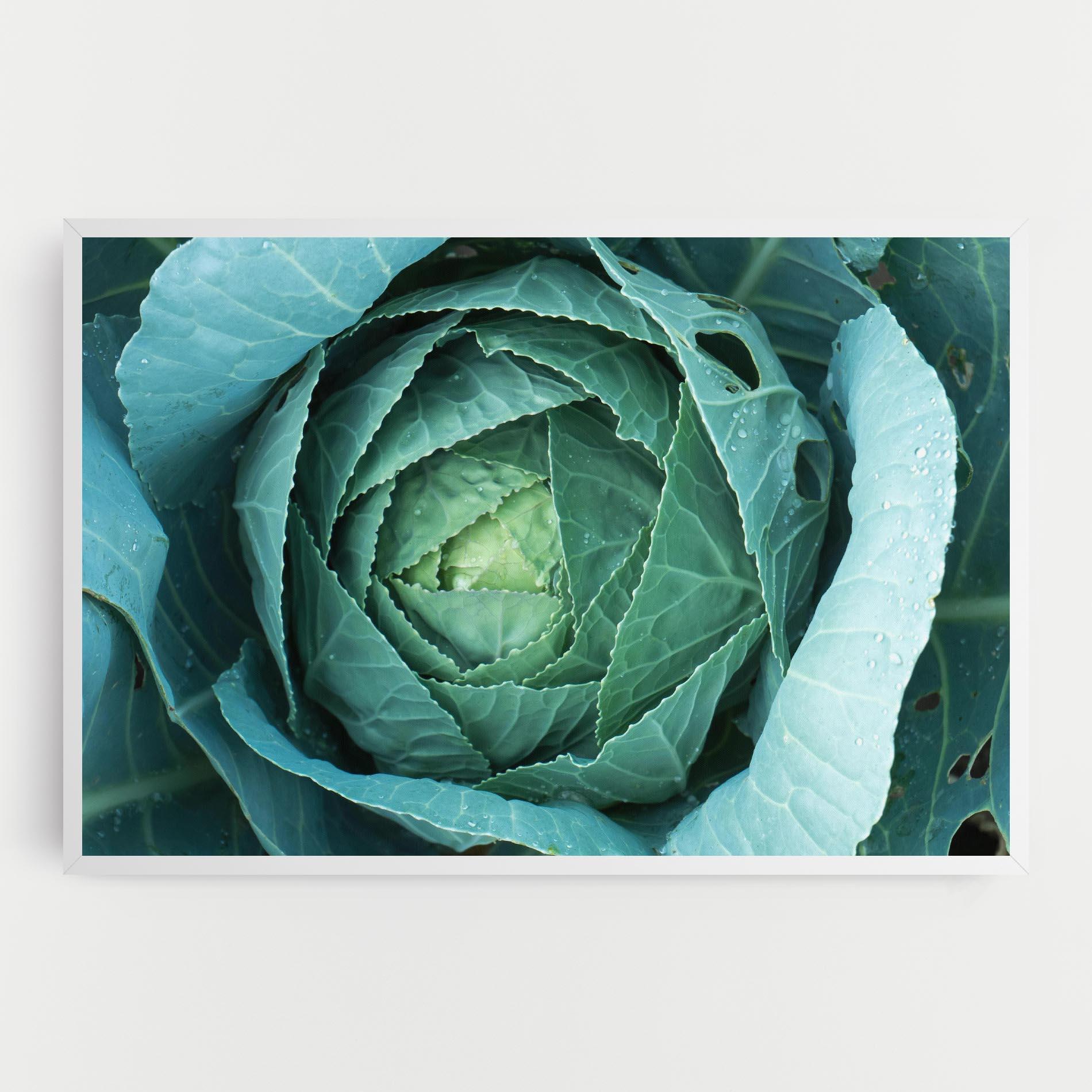 Obraz na Płótnie Blue Lettuce mockup 0