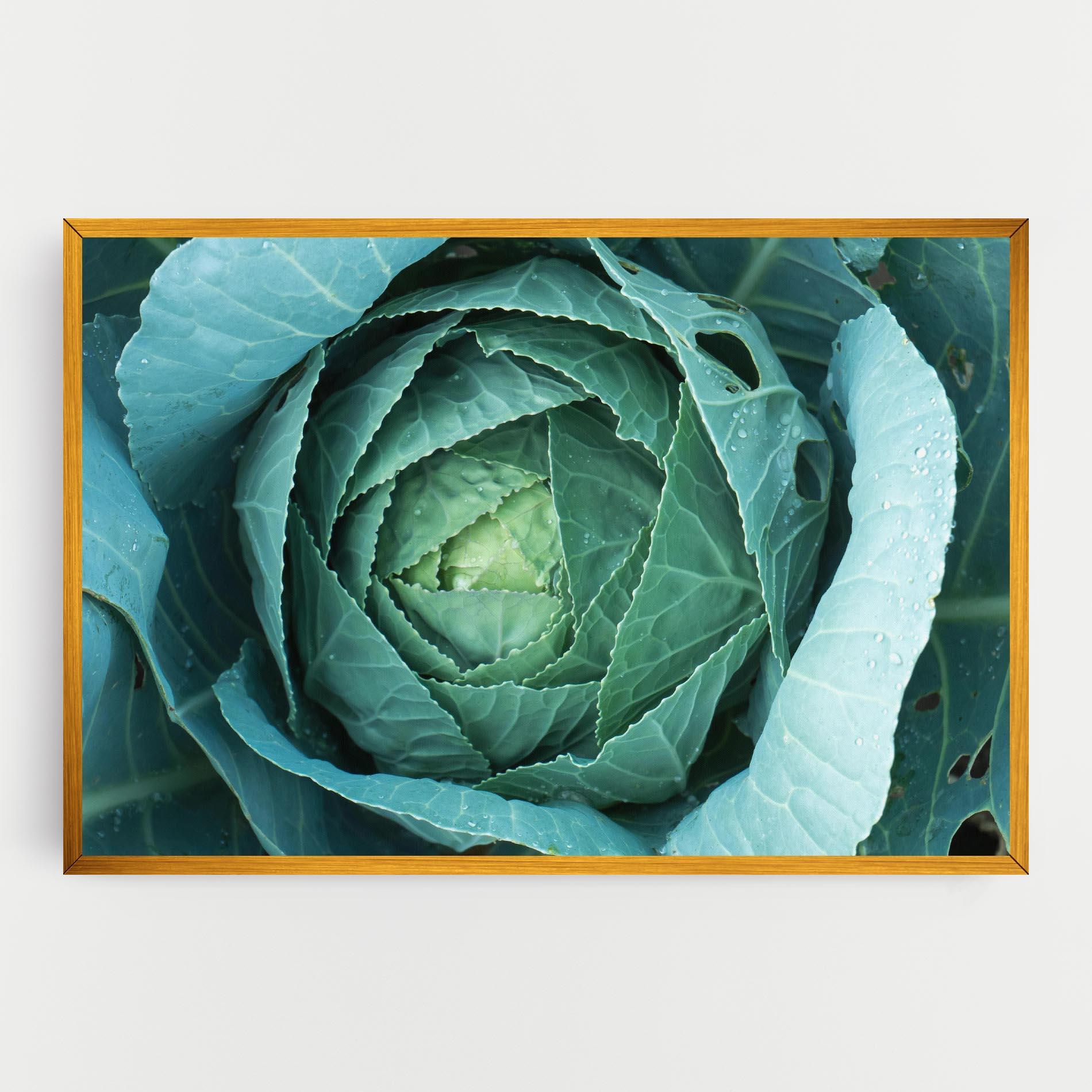 Obraz na Płótnie Blue Lettuce mockup 0
