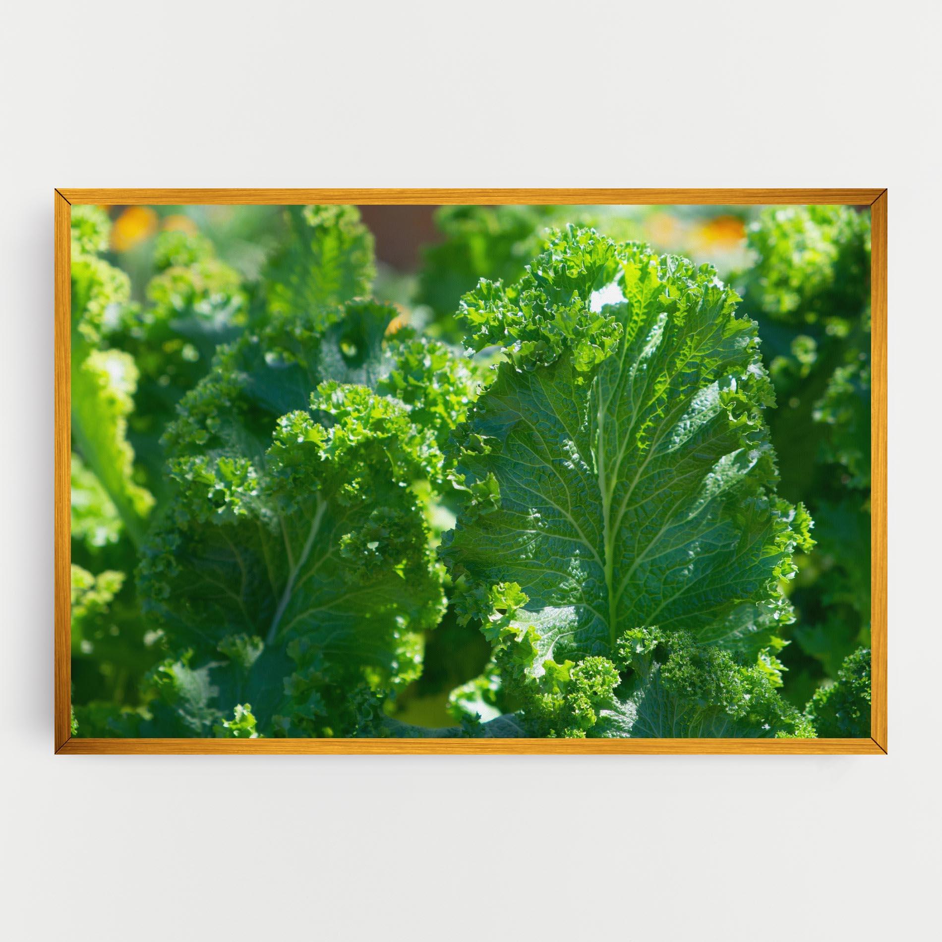 Obraz na Płótnie Lettuce View mockup 0
