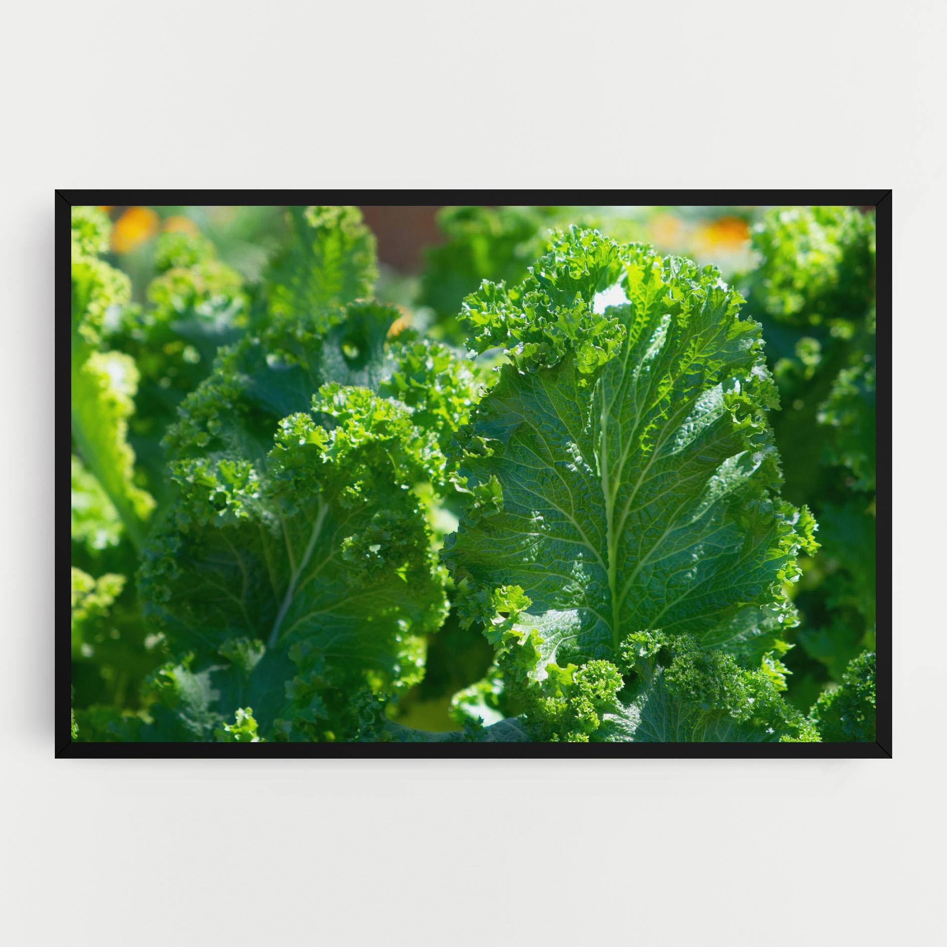 Obraz na Płótnie Lettuce View mockup 0