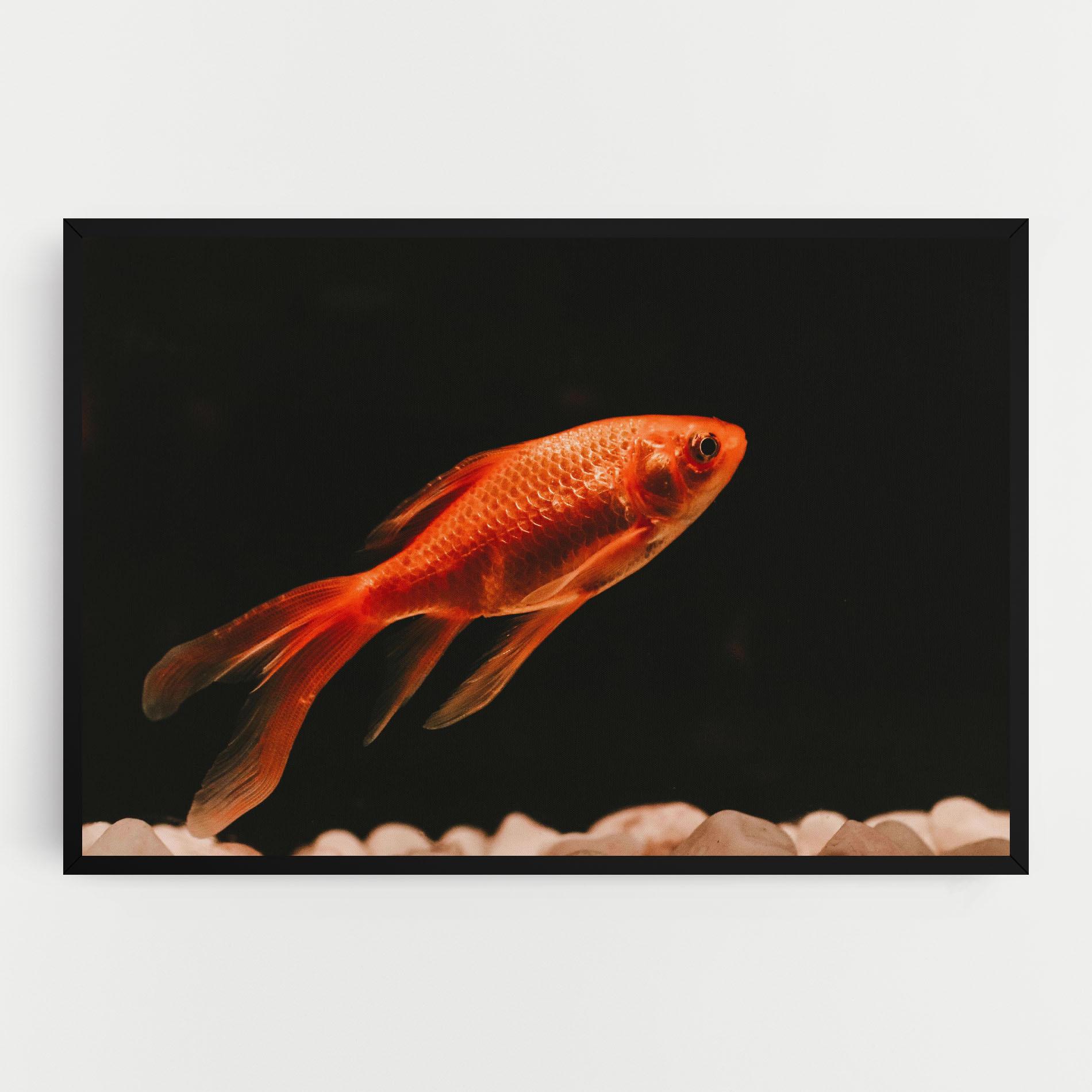 Obraz na Płótnie Small Orange Fish mockup 0