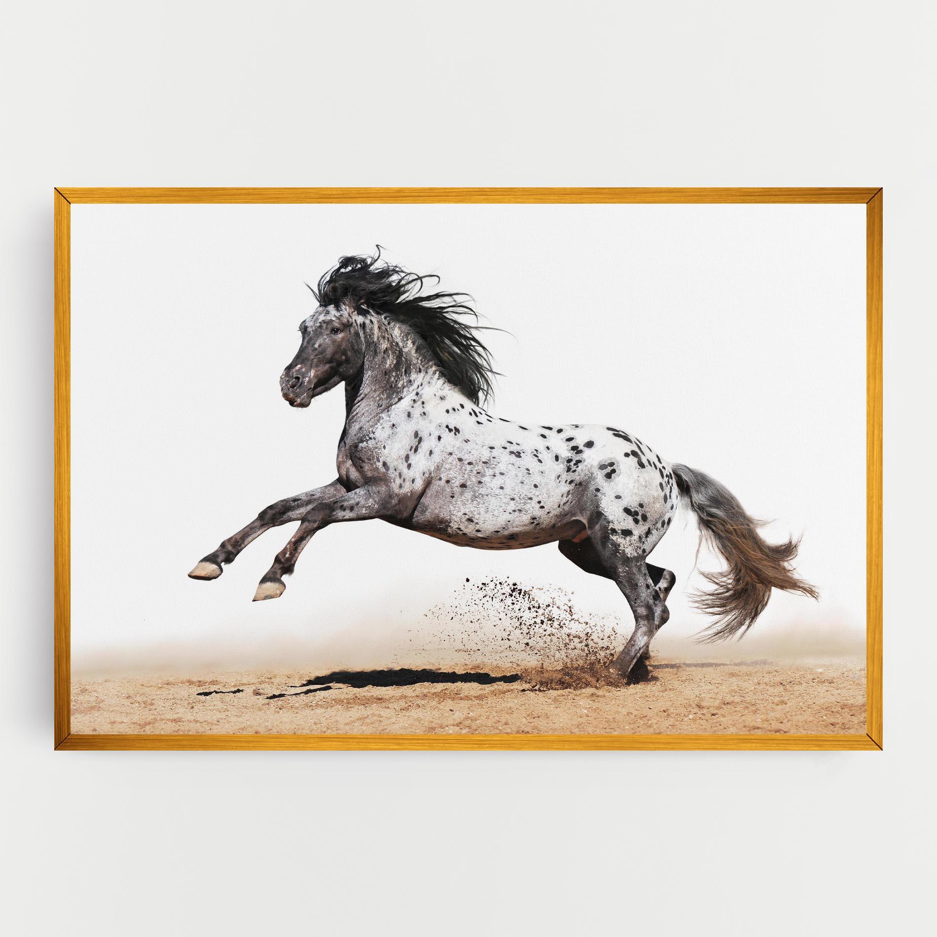 Obraz na Płótnie Appaloosa Horse Running mockup 0