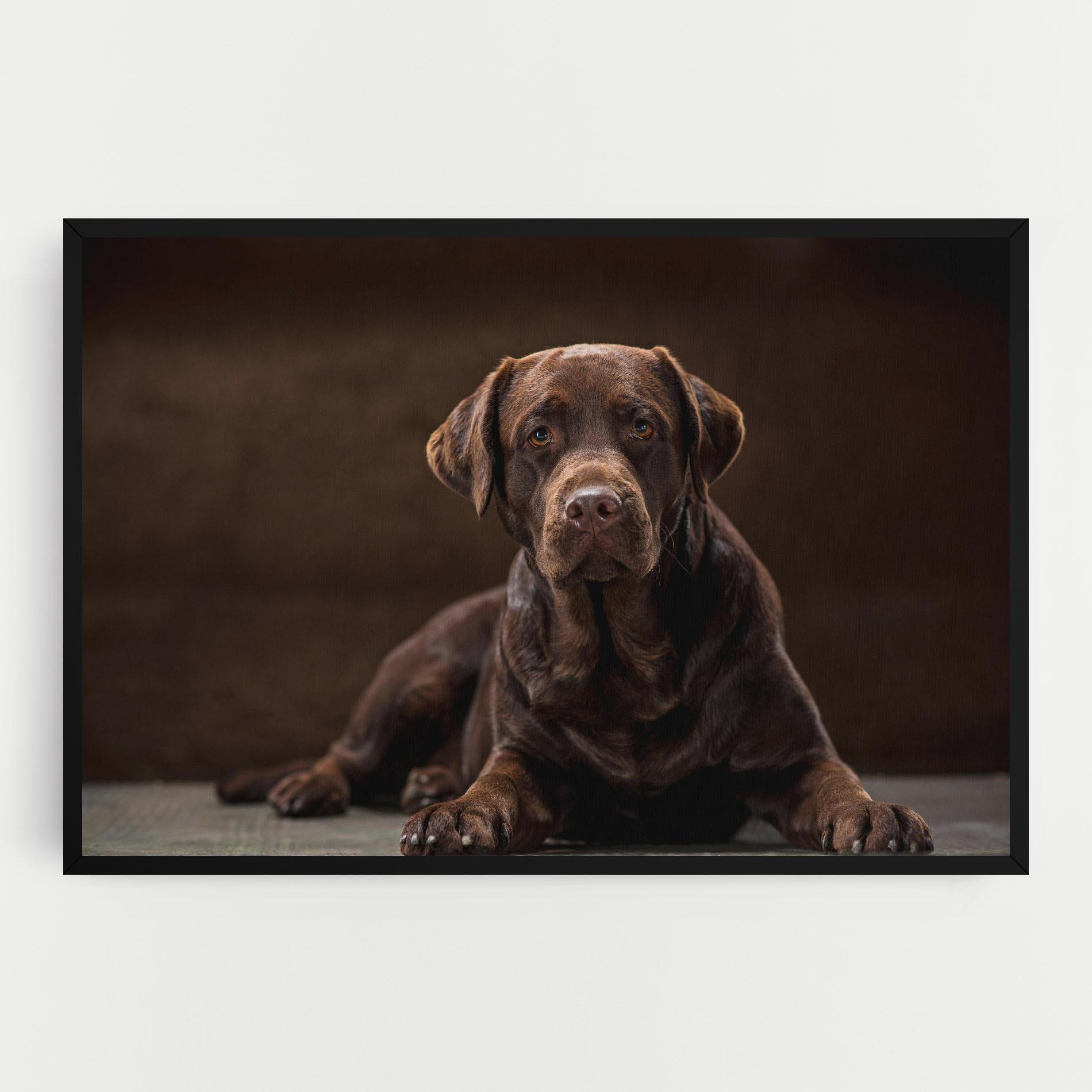 Obraz na Płótnie Cute Brown Labrador mockup 0