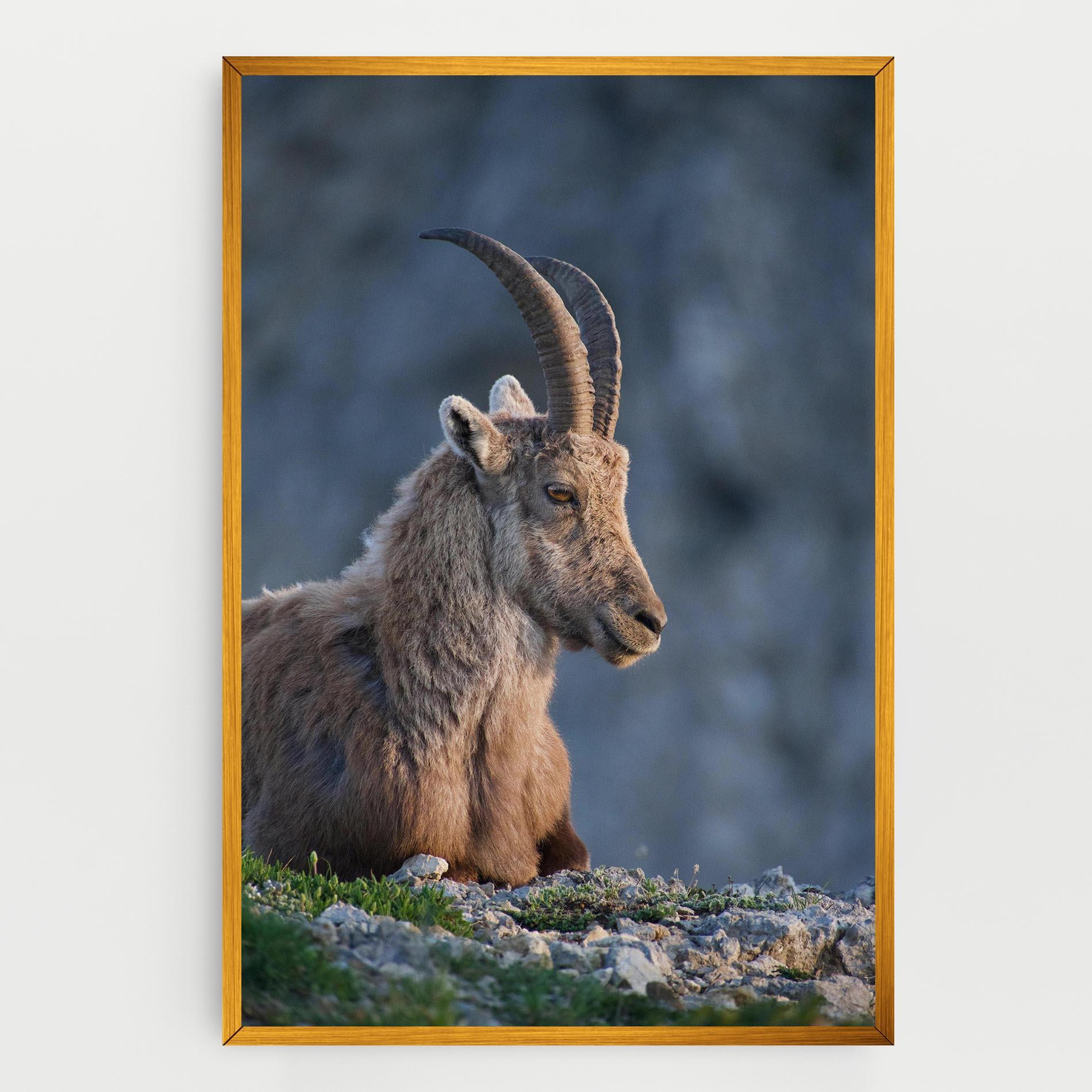 Obraz na Płótnie Mountain Goat mockup 0