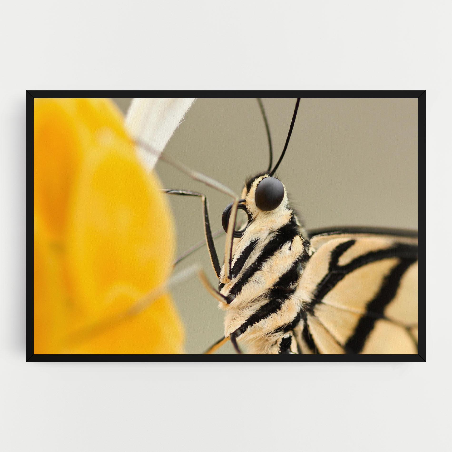 Obraz na Płótnie Close Up Cream Butterfly mockup 0