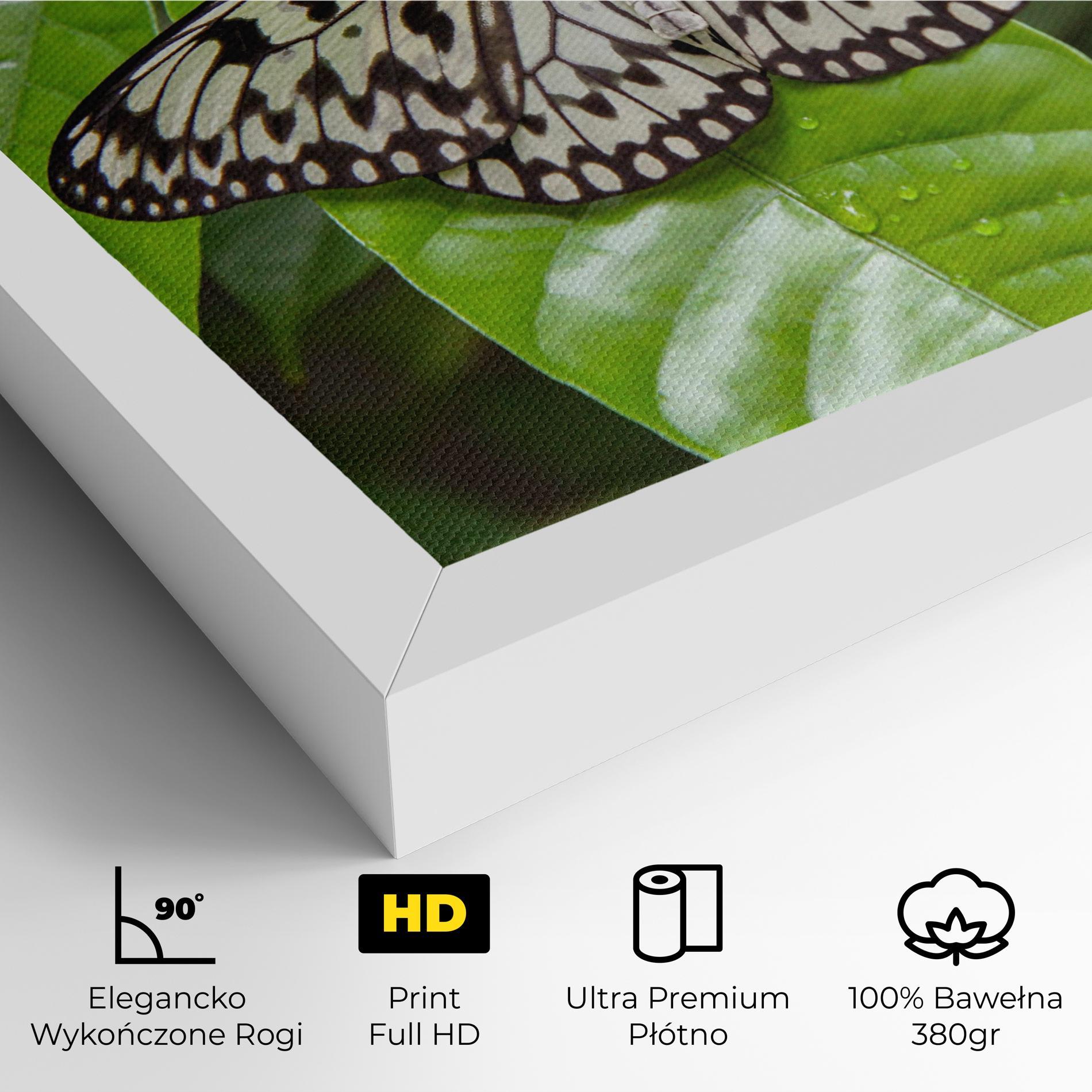 Obraz na Płótnie Beautiful White Butterfly mockup 4