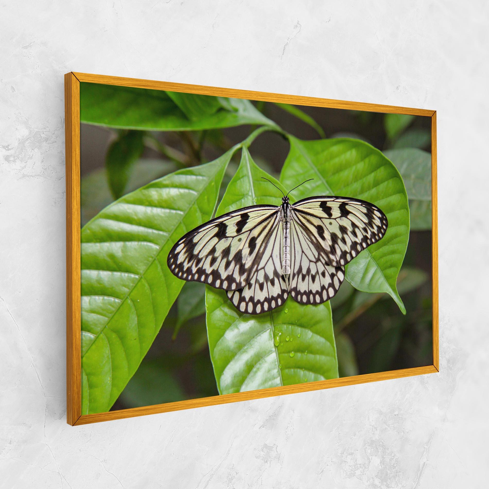 Obraz na Płótnie Beautiful White Butterfly mockup 1