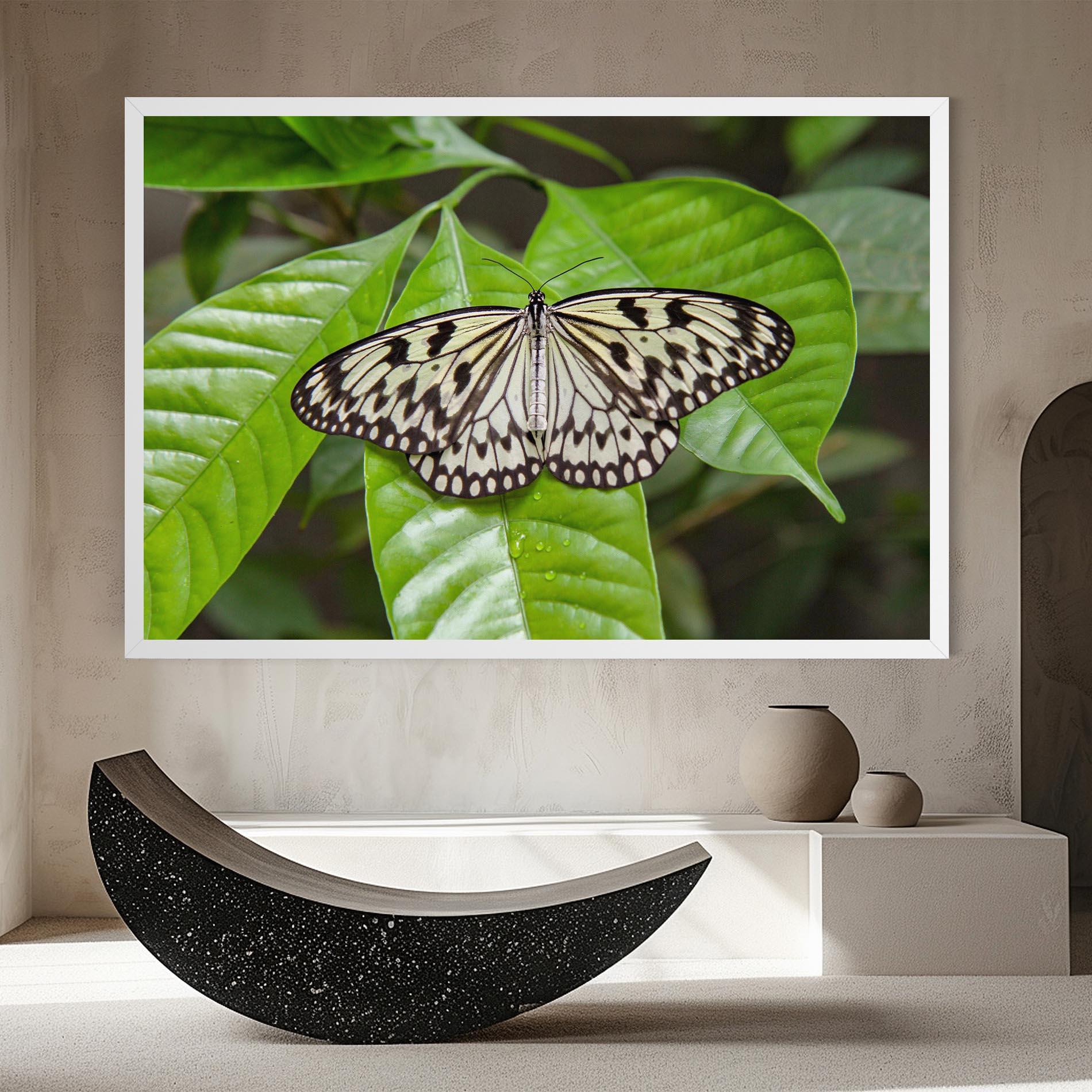 Obraz na Płótnie Beautiful White Butterfly mockup 8