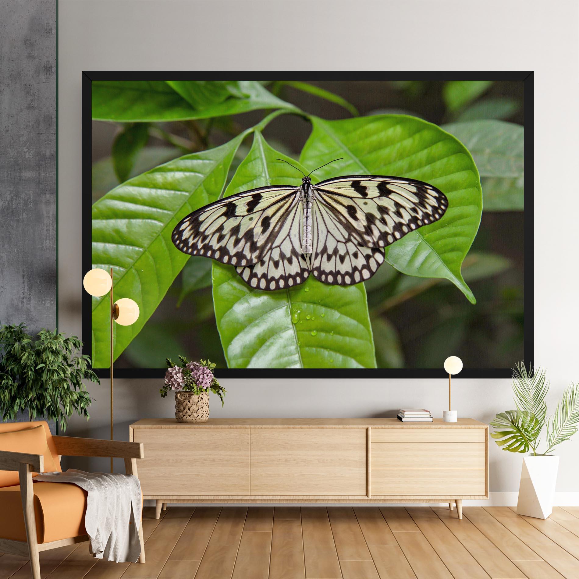 Obraz na Płótnie Beautiful White Butterfly mockup 9