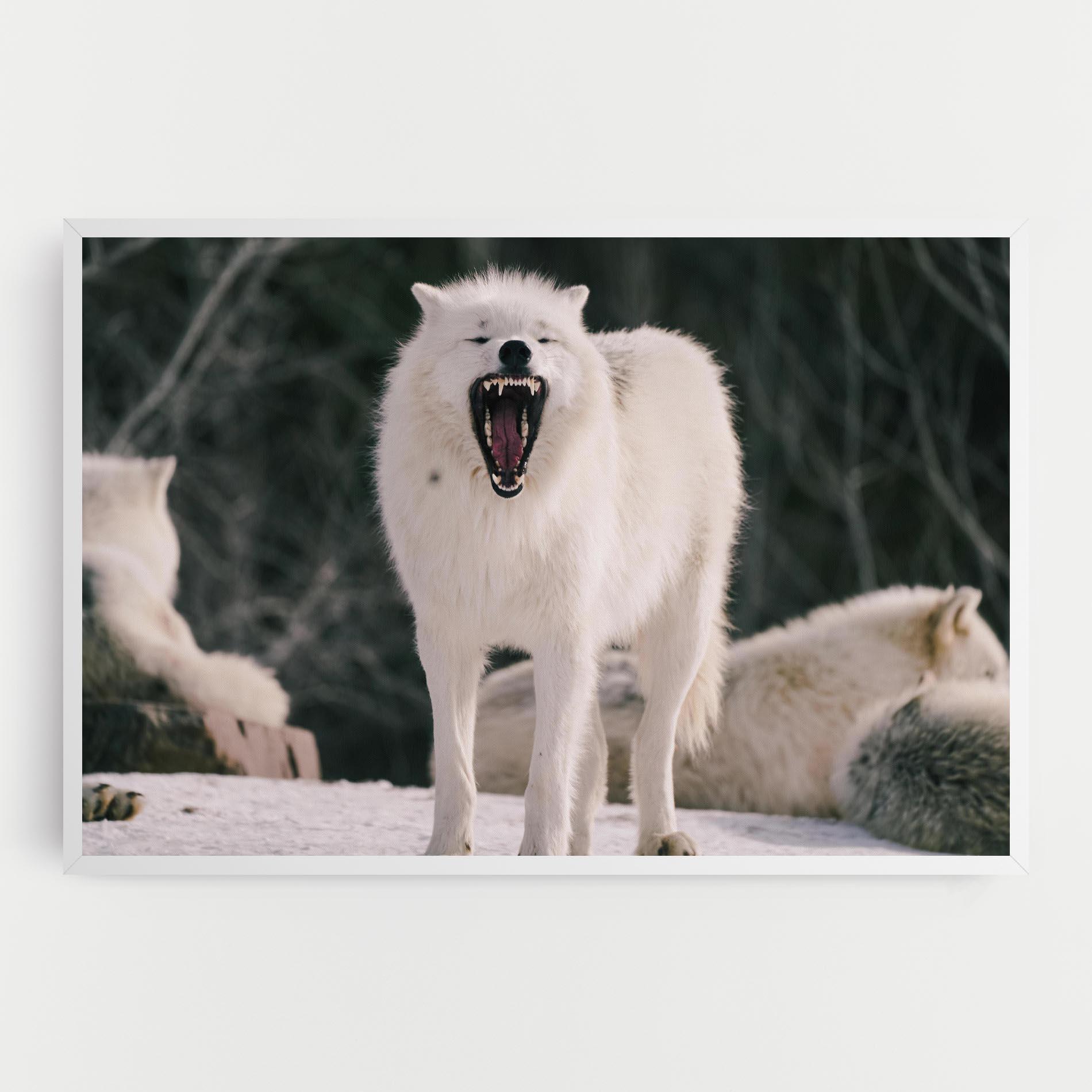 Obraz na Płótnie Laughing White Wolf mockup 0
