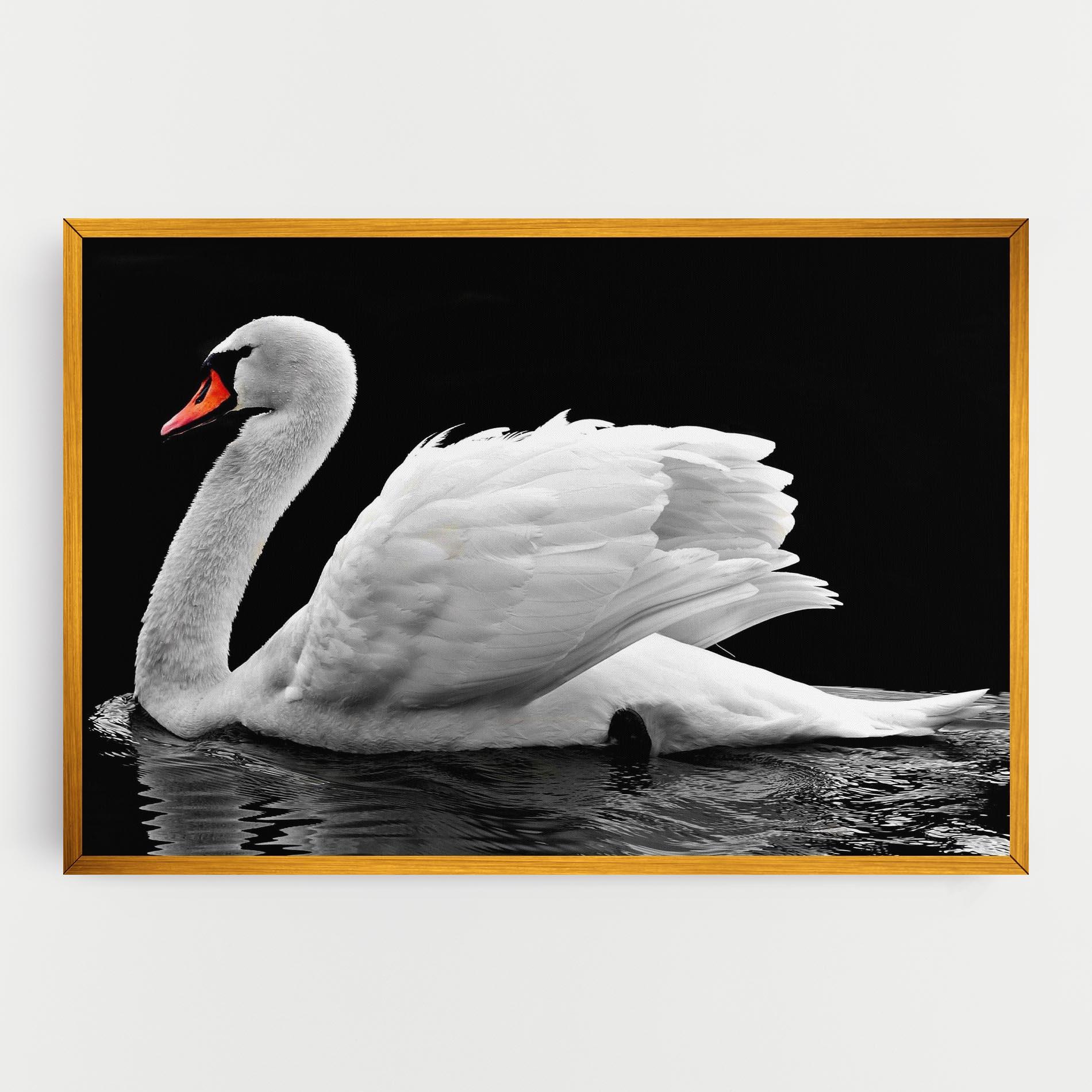 Obraz na Płótnie Black And White Swan mockup 0